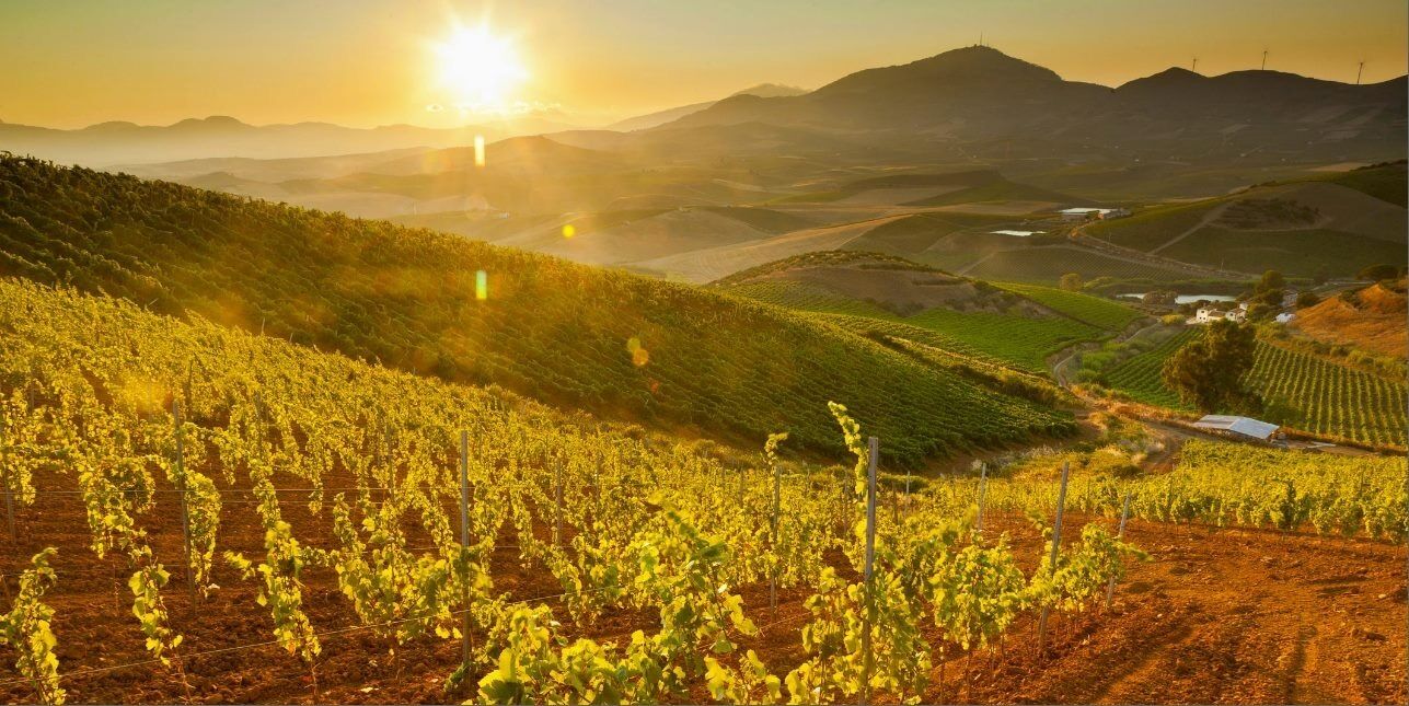 A vineyard with rows of grapevines under a clear sky.