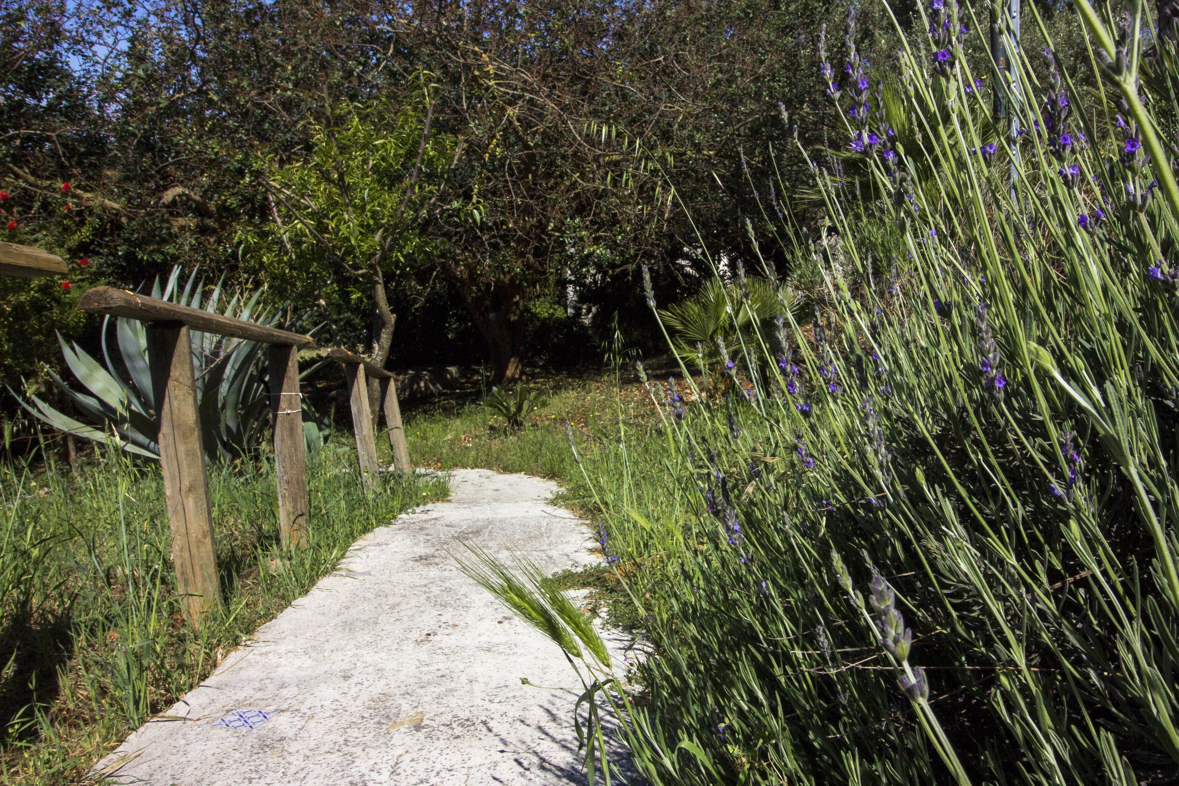 A gravel path surrounded by dense vegetation and trees.