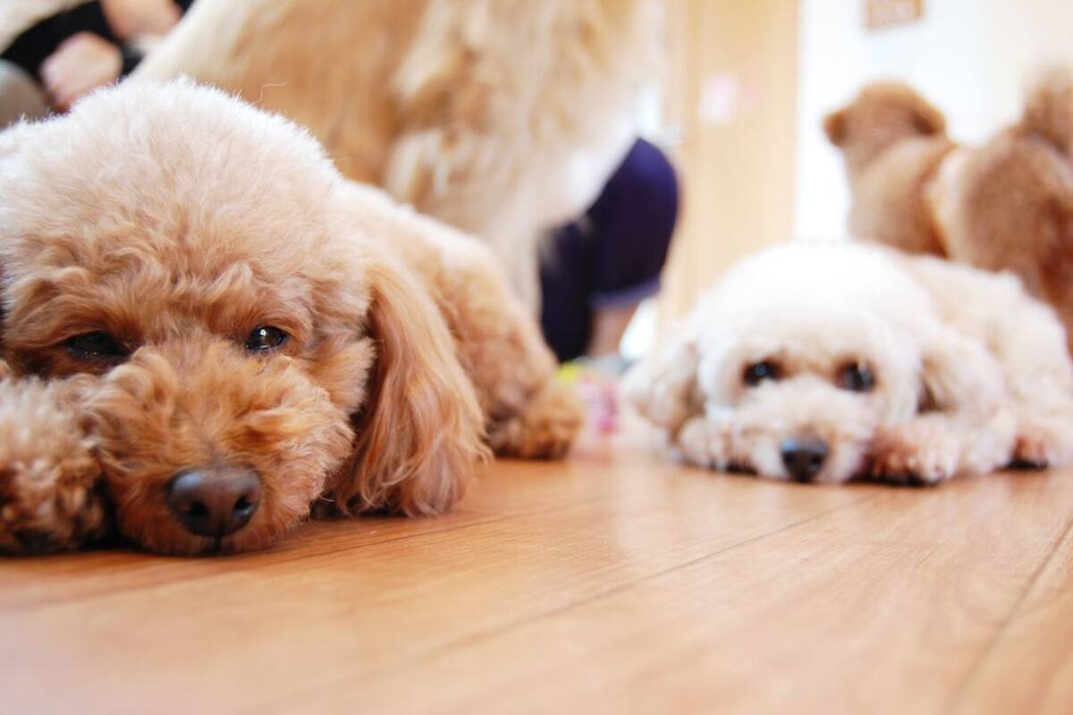 Pet-friendly