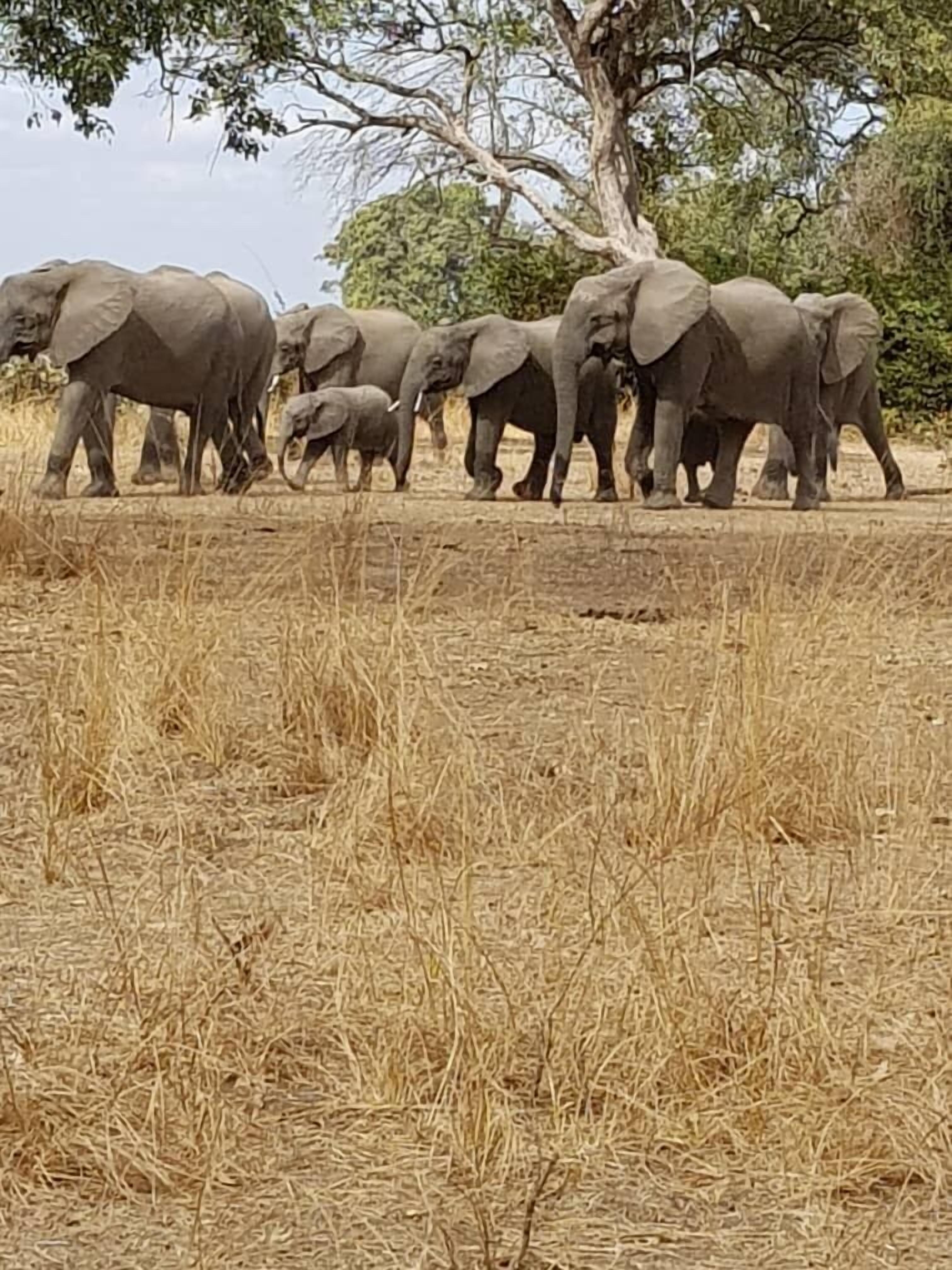 A group of elephants walking in a dry grassland area with trees in the background.