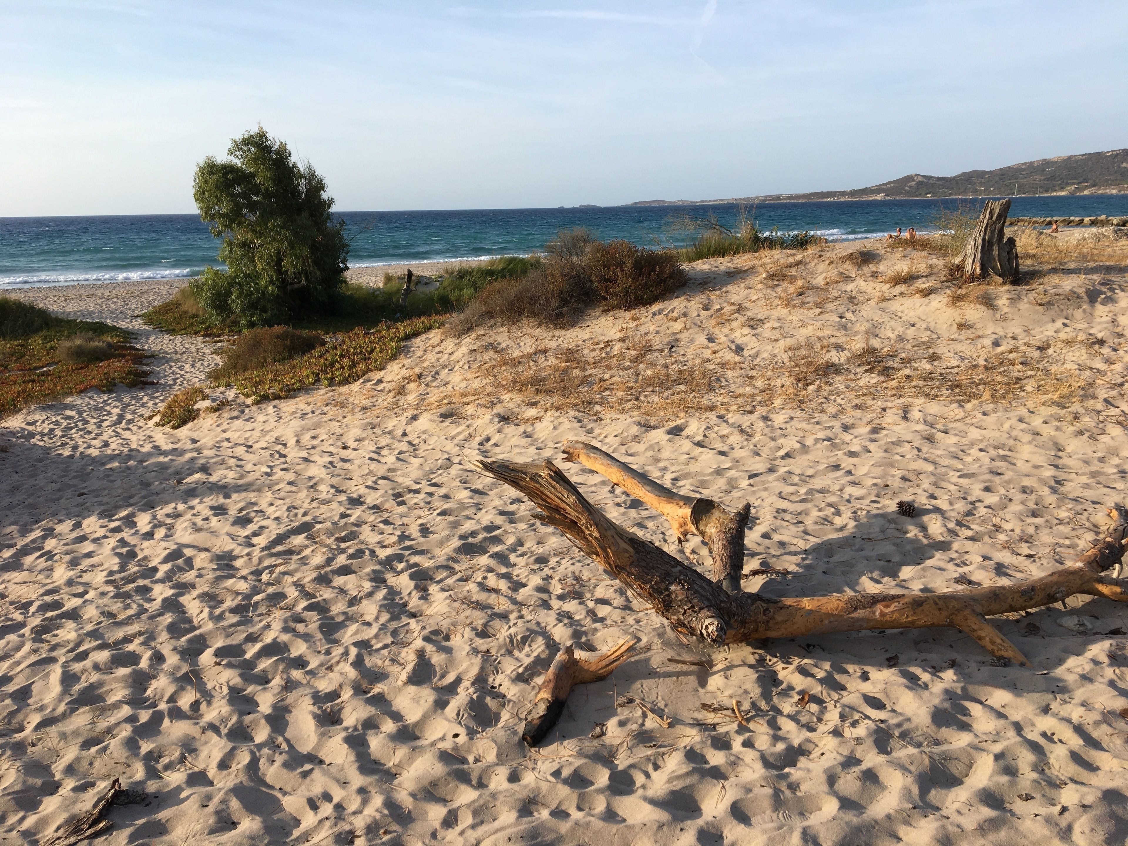 A sandy beach with a large fallen tree trunk in the foreground, a small tree, and a distant view of the sea and hills.
