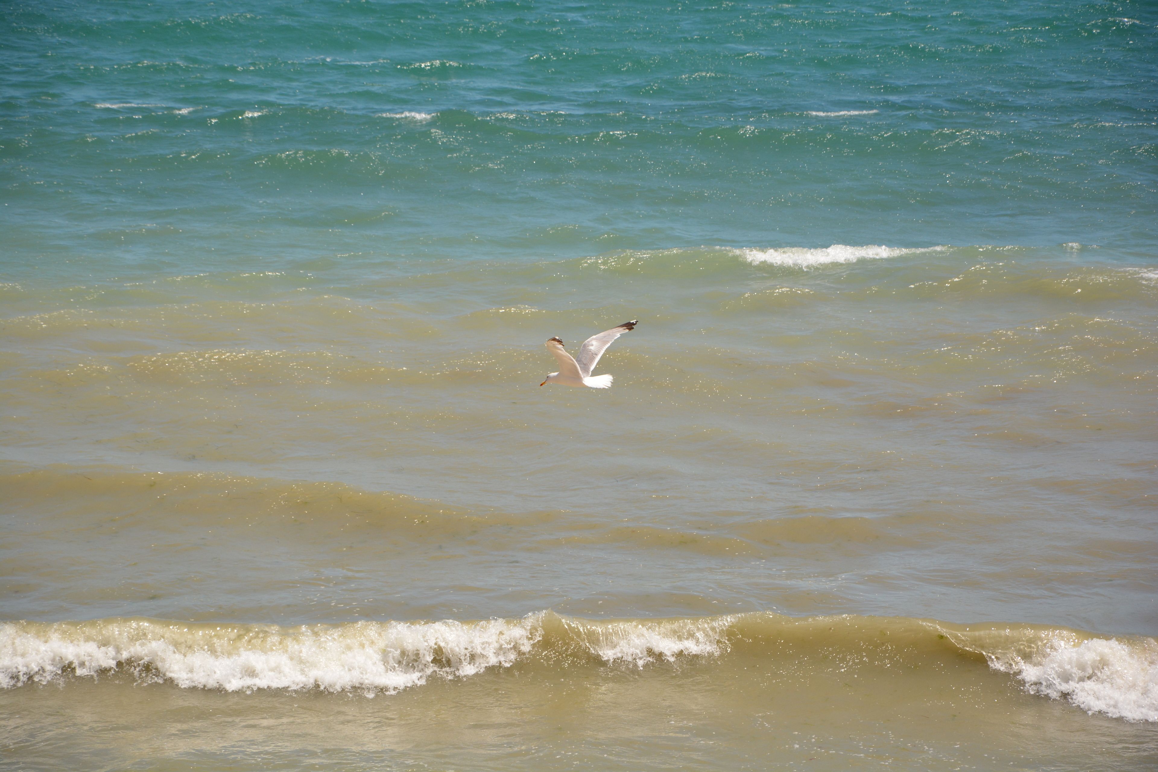 A seagull flying over a beach with waves.