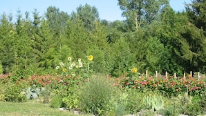 Un jardín con diversas plantas y flores, una valla de madera y un fondo de árboles.