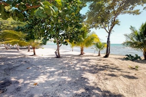 A sandy beach with trees and a clear view of the ocean.