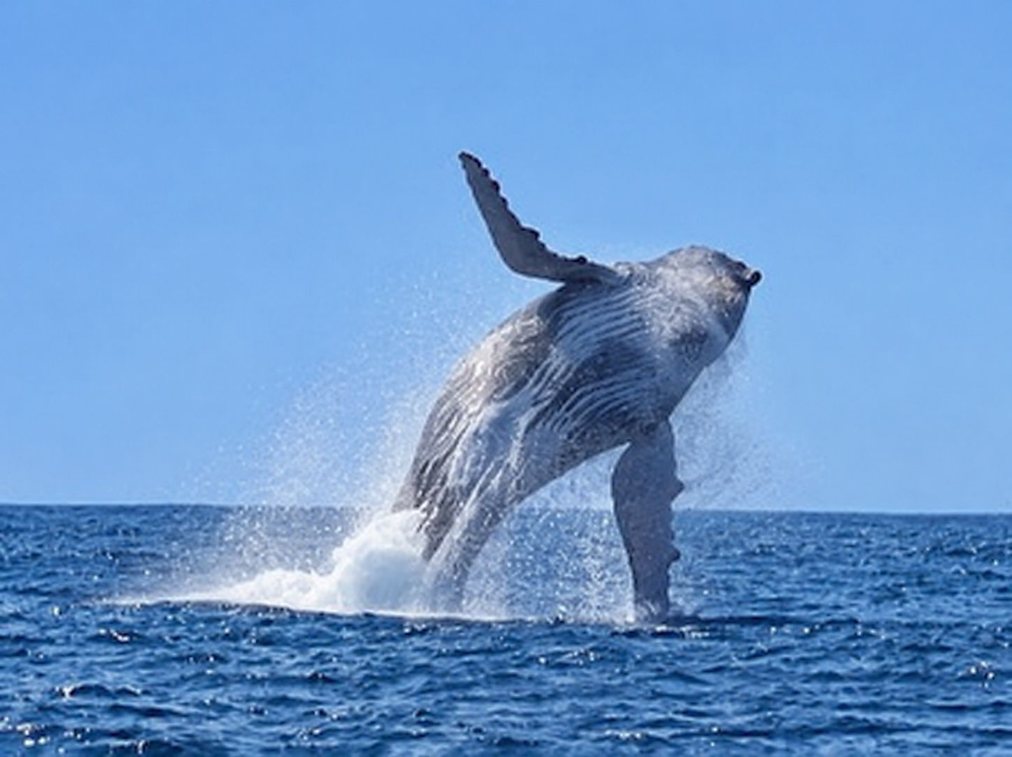 A humpback whale breaching the ocean surface.