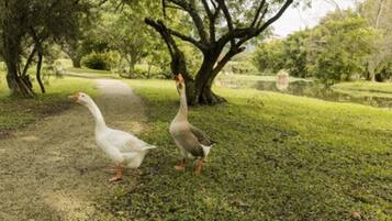 Duas gansos caminhando por um caminho gramado num parque com árvores.