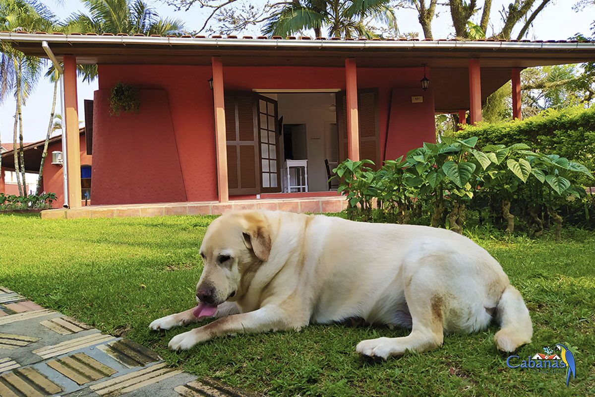 Um cão deitado na grama em frente a um edifício com fachada vermelha e varanda coberta.