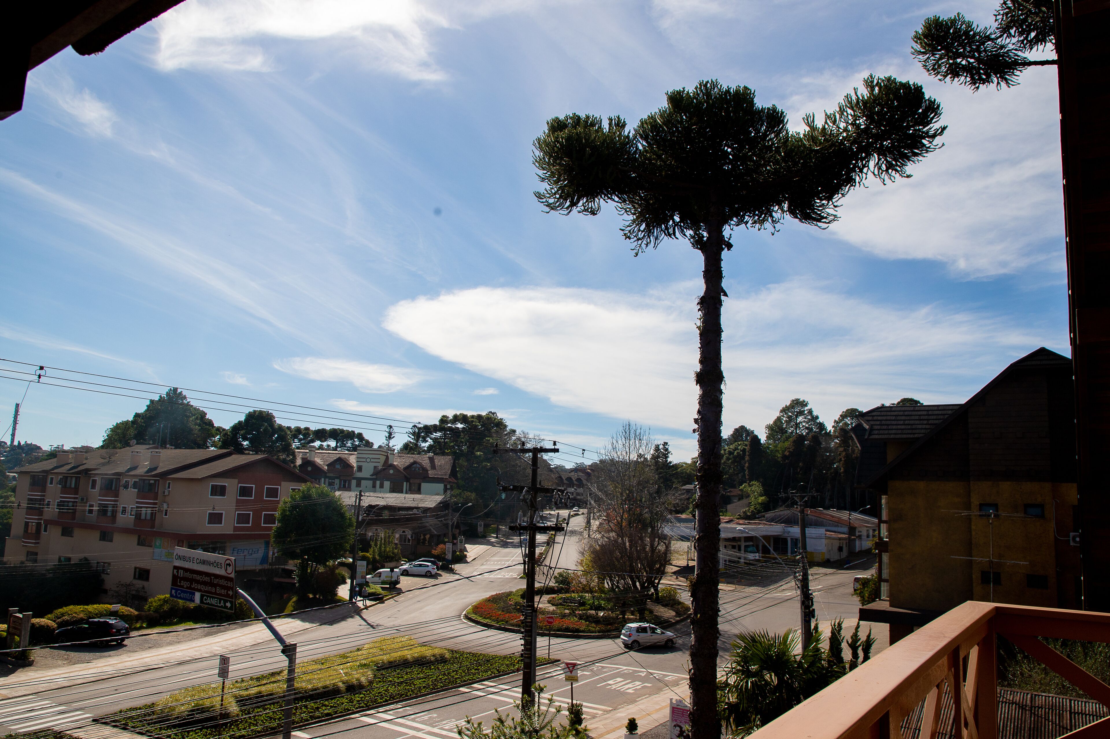 A residential area with a prominent tall tree, a roundabout, and a building with a sign.