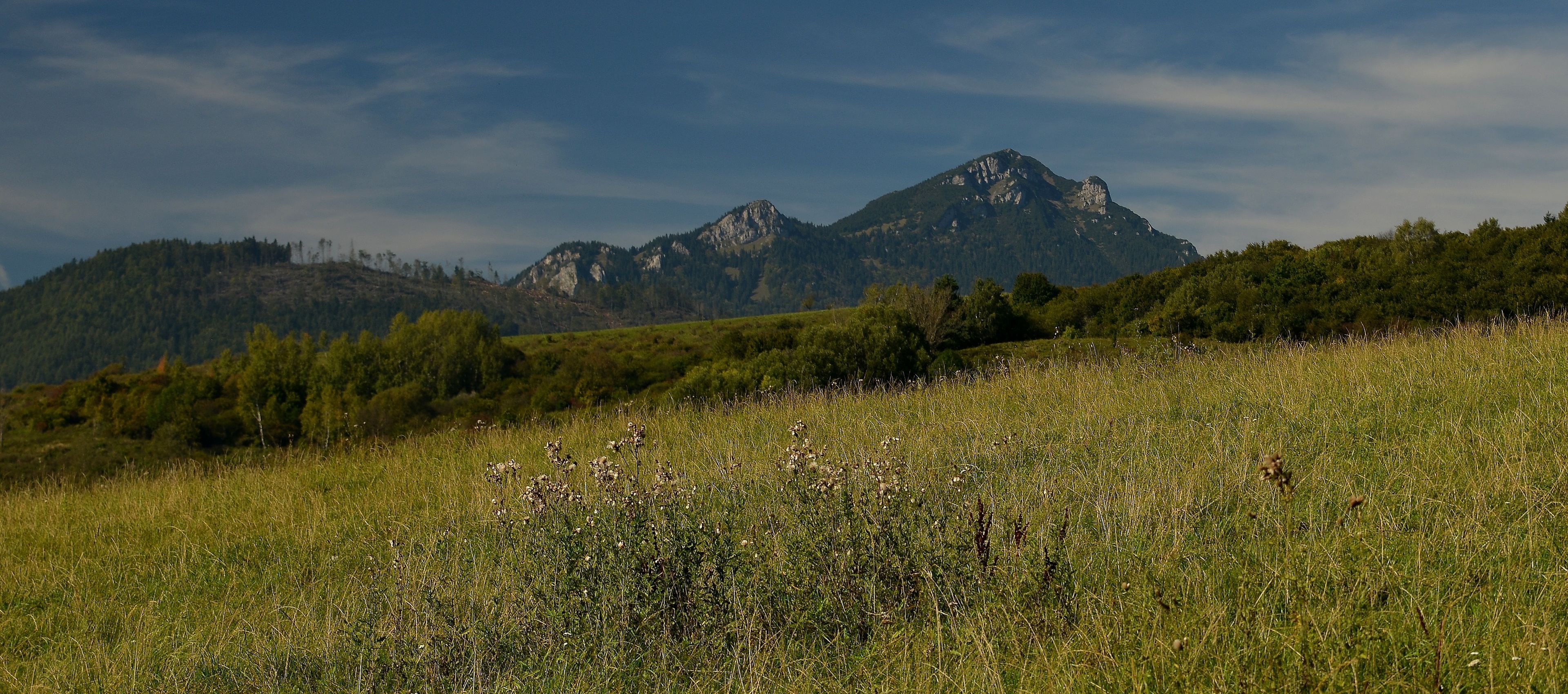 A grassy field with wildflowers and a mountain range in the background.