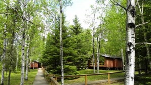 A wooden boardwalk leading to a cabin surrounded by birch trees. - Woman River Camp (Unorganized Kenora District)