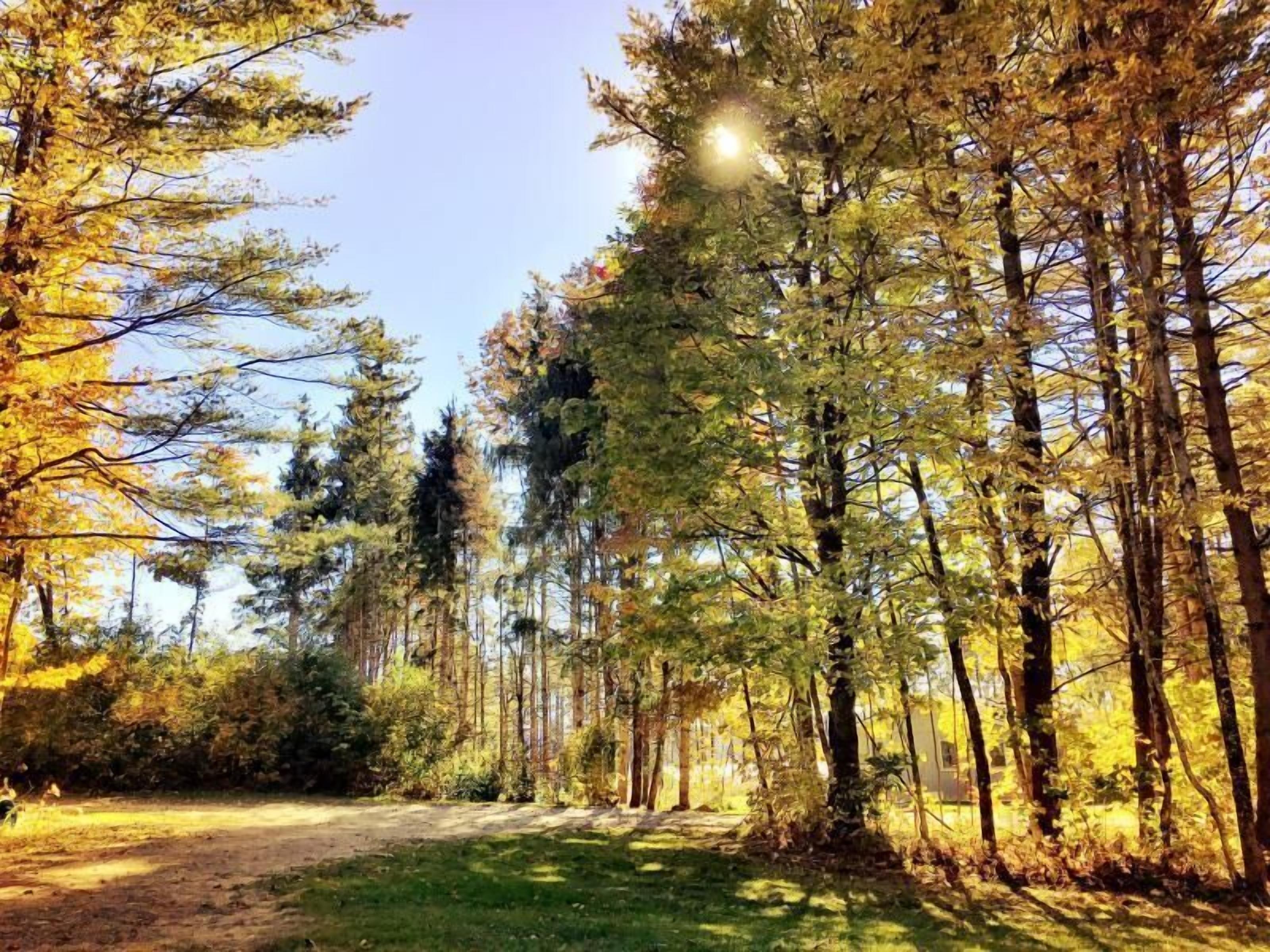 wolf cabin | view from room