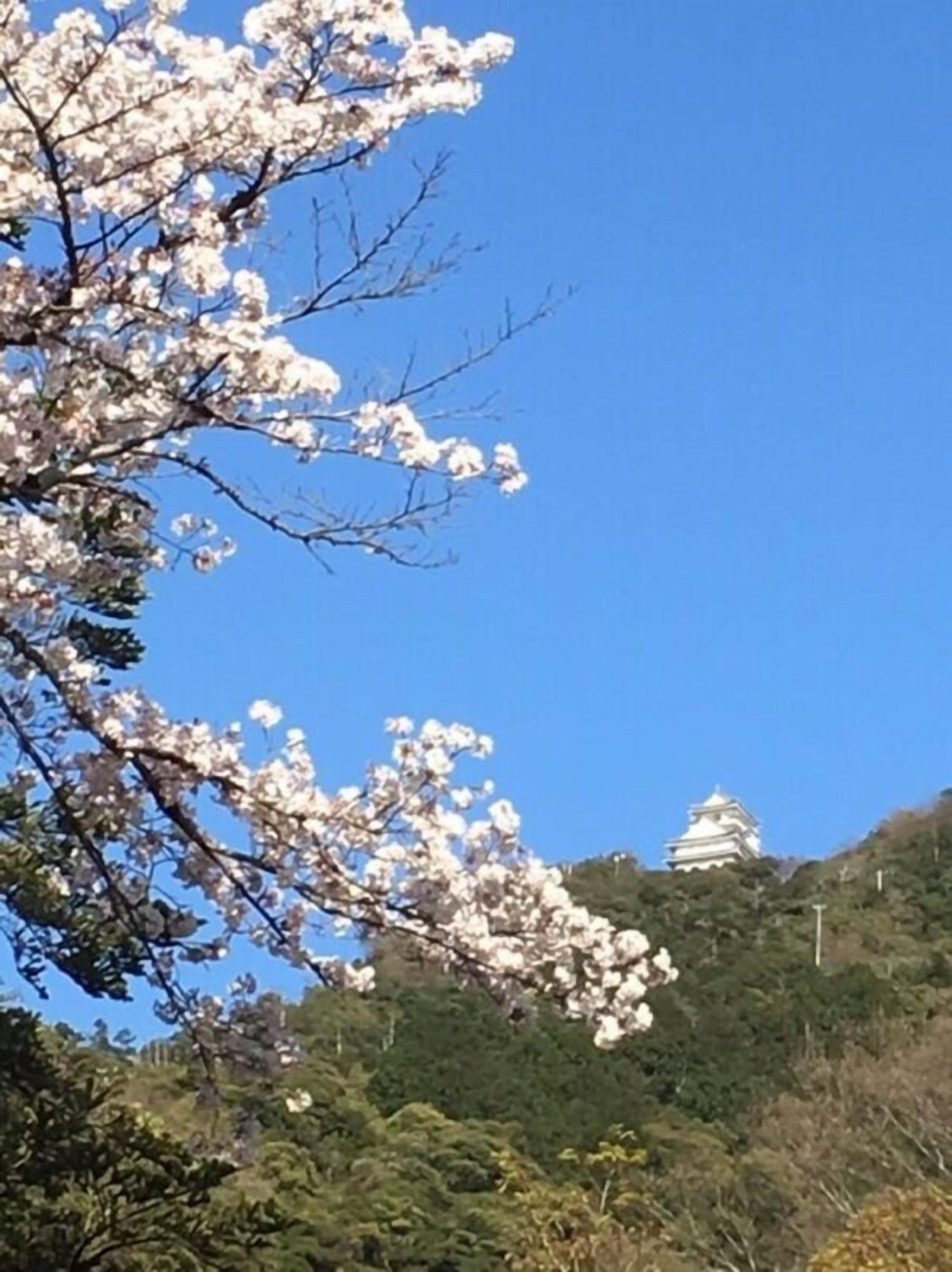 A cherry blossom tree with a traditional Japanese pagoda in the background.