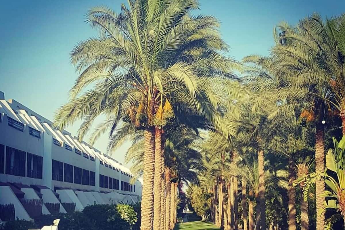 Ett semesterhotell med palmer, ett poolområde och en byggnad med stora fönster.