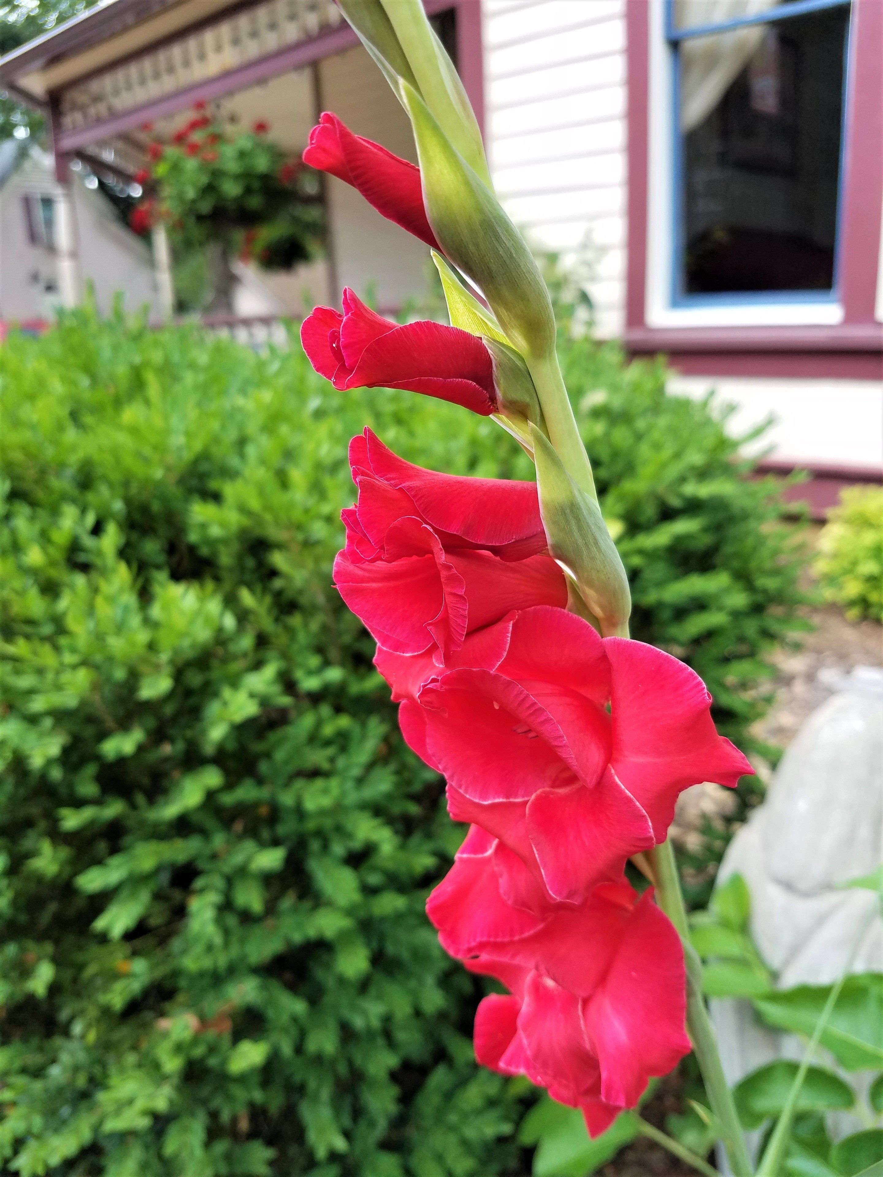 A red flower with a green stem in front of a house with a window and a bush in the background.