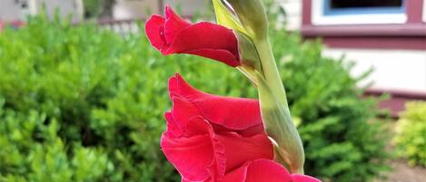 A red flower with a green stem in front of a house with a window and a bush in the background.