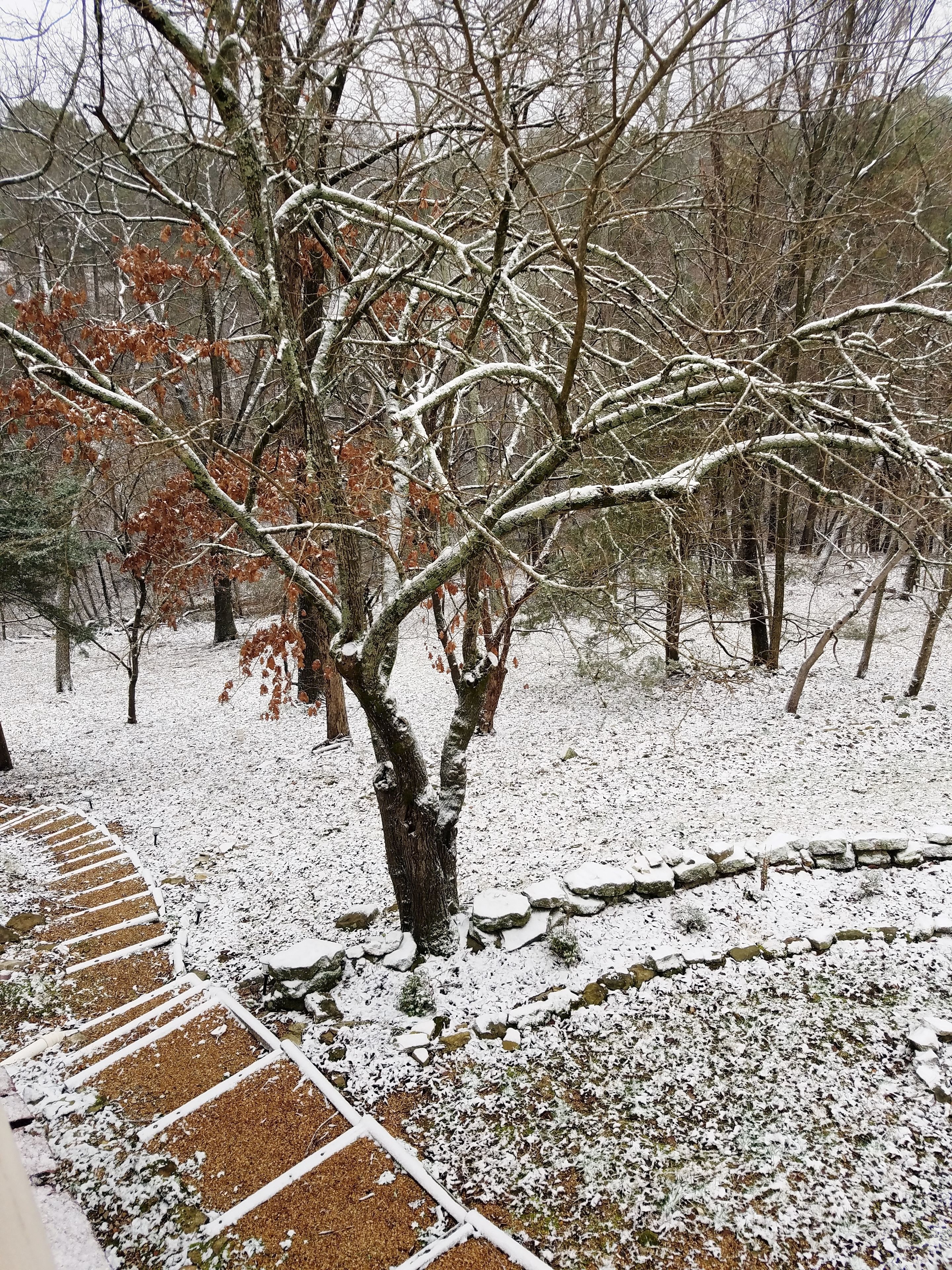Un jardín cubierto de nieve con árboles desnudos y un sendero de piedra.