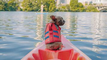 Een hond in een kajak met een reddingsvest, op een rustig stuk water met een stadsbeeld op de achtergrond.