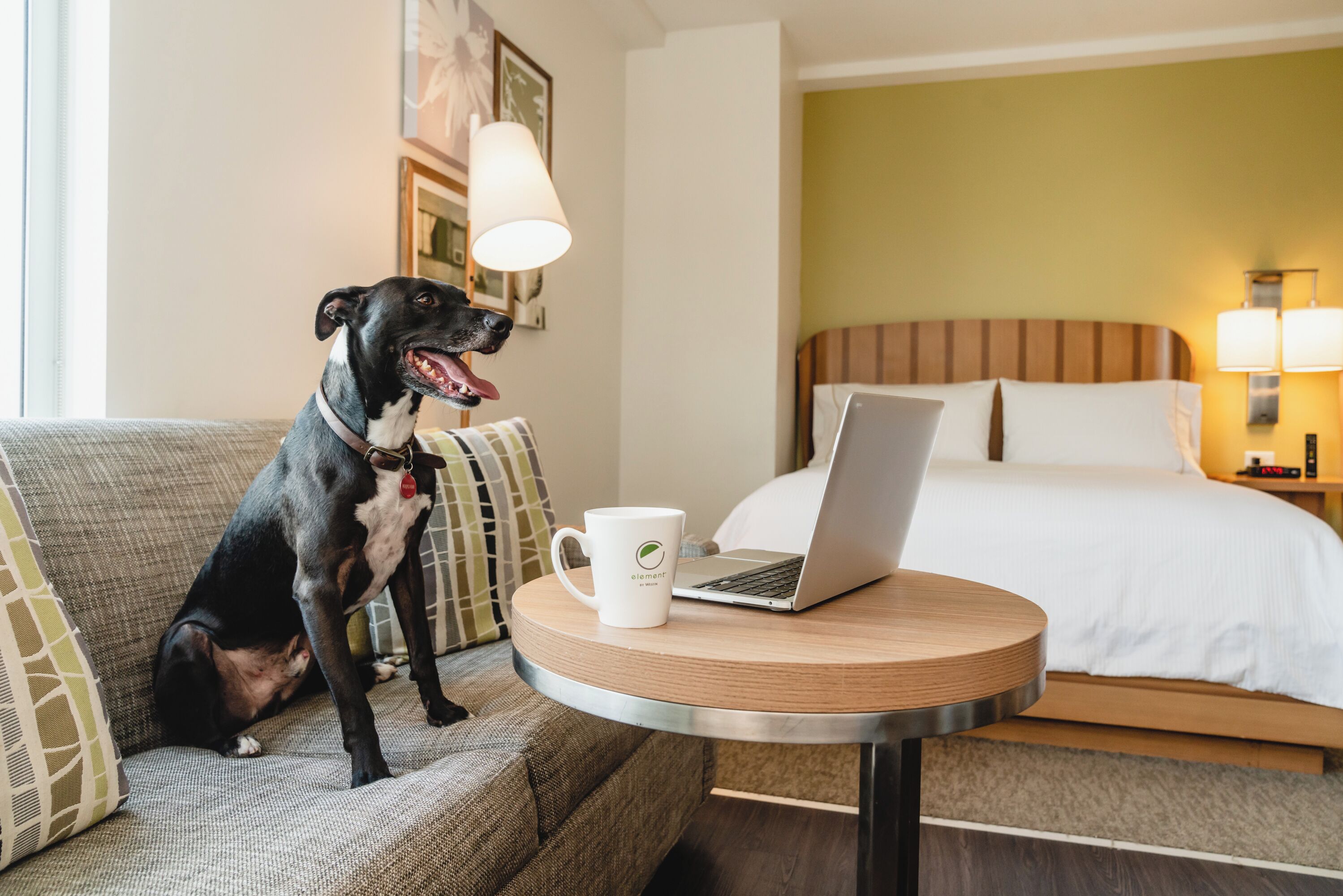 A hotel room with a bed, a laptop on a small table, and a dog sitting on a couch.