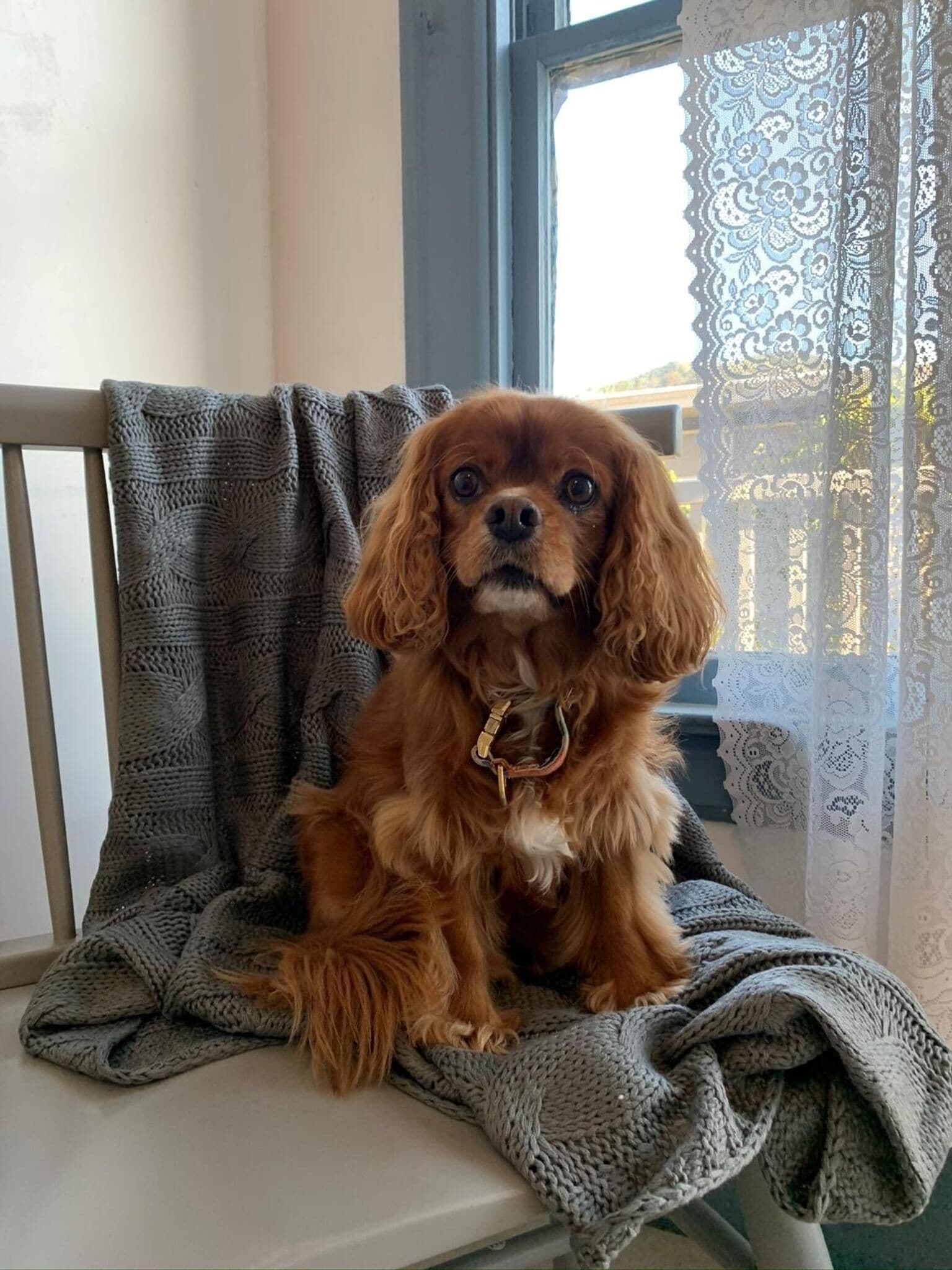 A dog sitting on a chair with a knitted blanket.