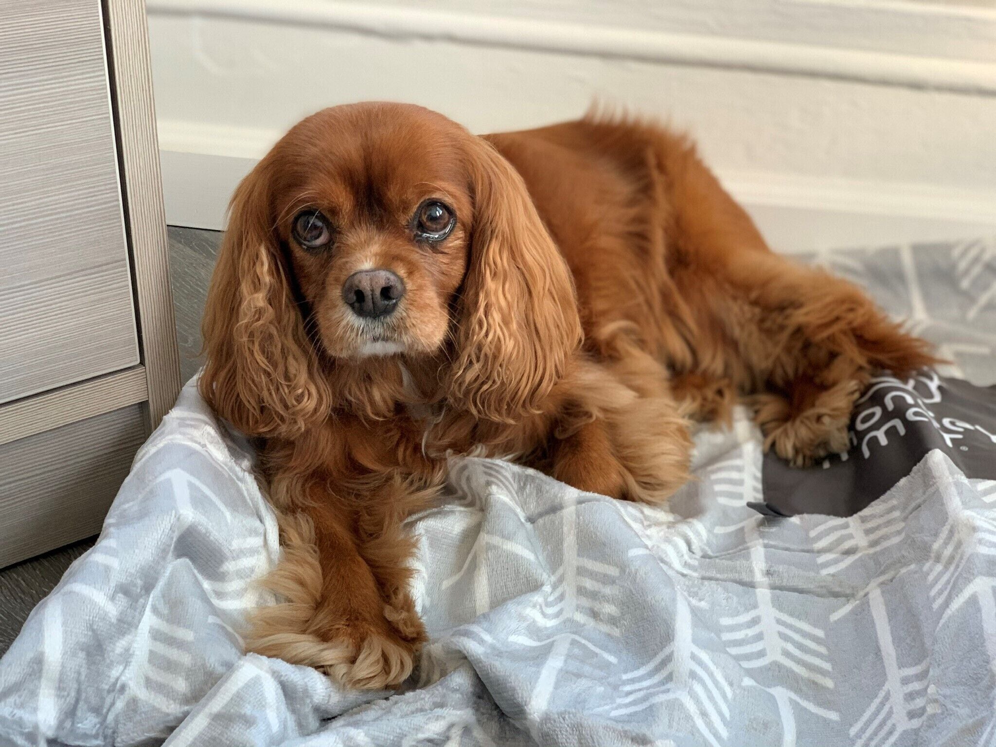 Un cane sdraiato su una coperta fantasia in una stanza con un armadio di legno e una parete bianca.