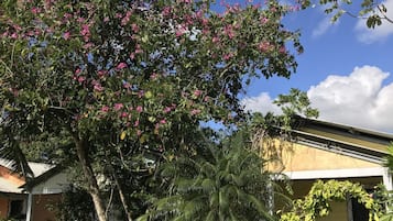 Deluxe Bungalow | Terrace/patio