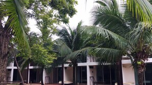 Une cour bordée de palmiers, un espace verdoyant et un bâtiment doté de grandes fenêtres et d’un banc.