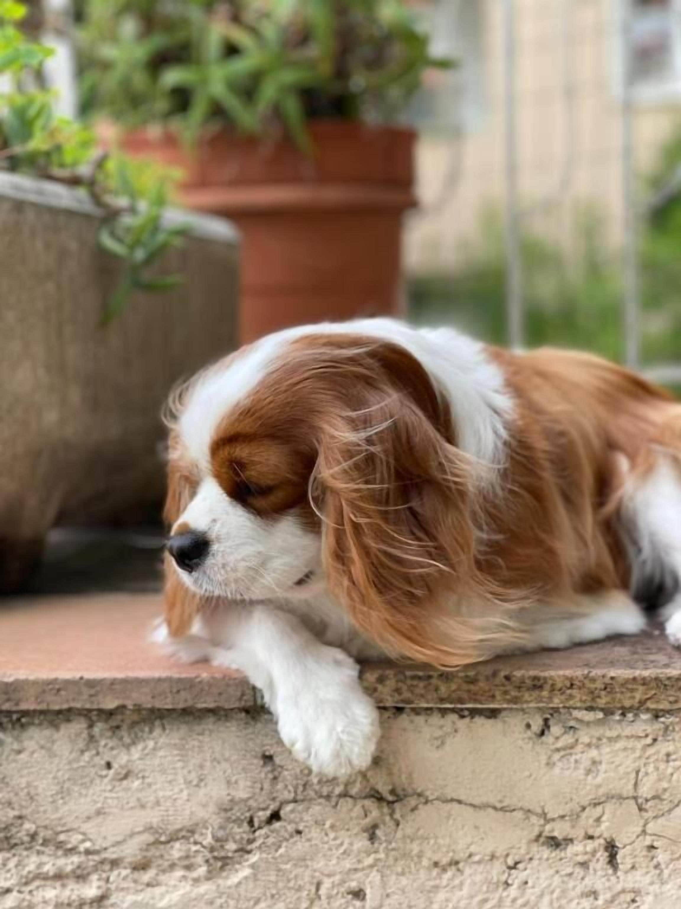 Foto - Hôtel La Fiancée du Pirate