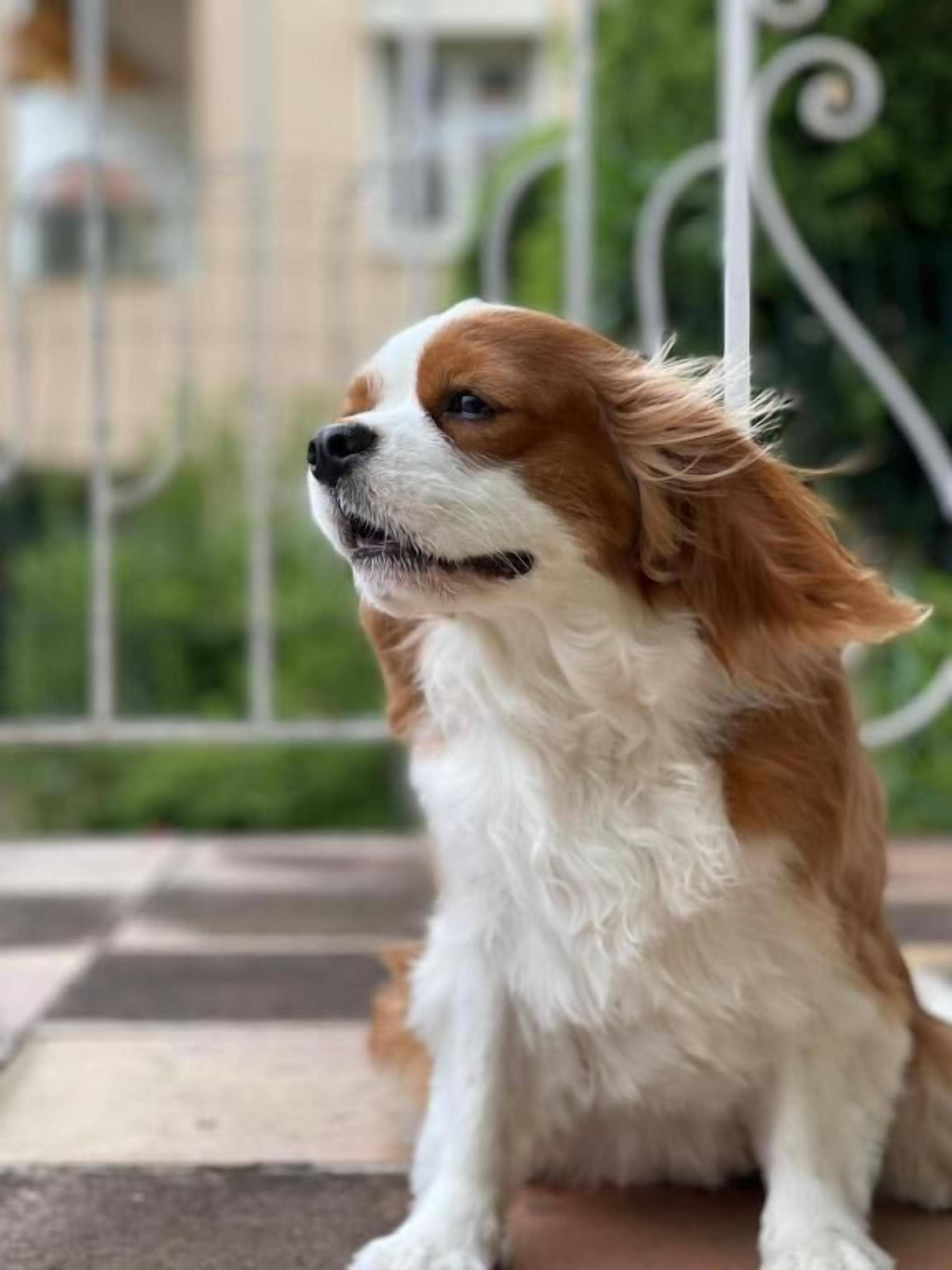 Foto - Hôtel La Fiancée du Pirate