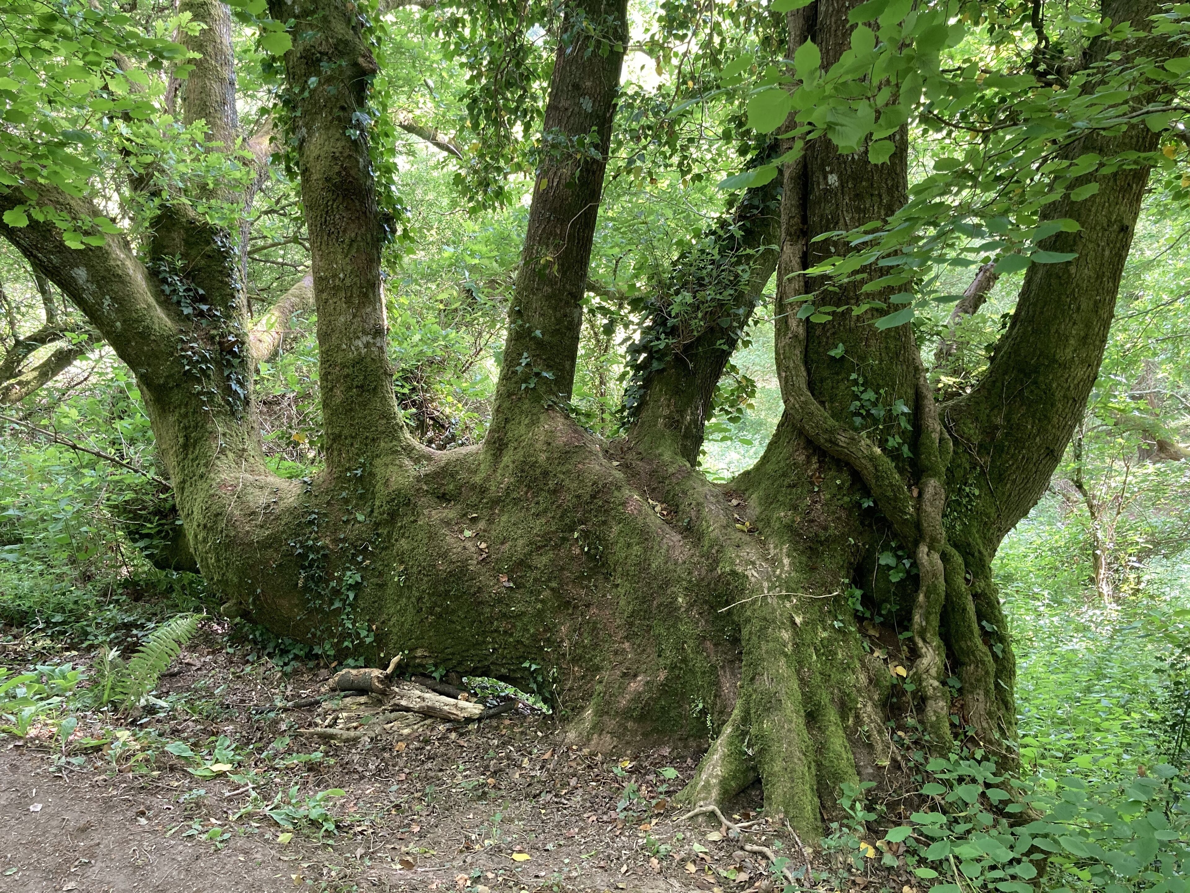 Un área boscosa con árboles grandes cubiertos de musgo y un sendero de tierra.