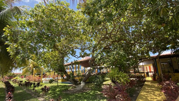 Un jardín con un árbol grande, un sendero y un edificio con techo de tejas.