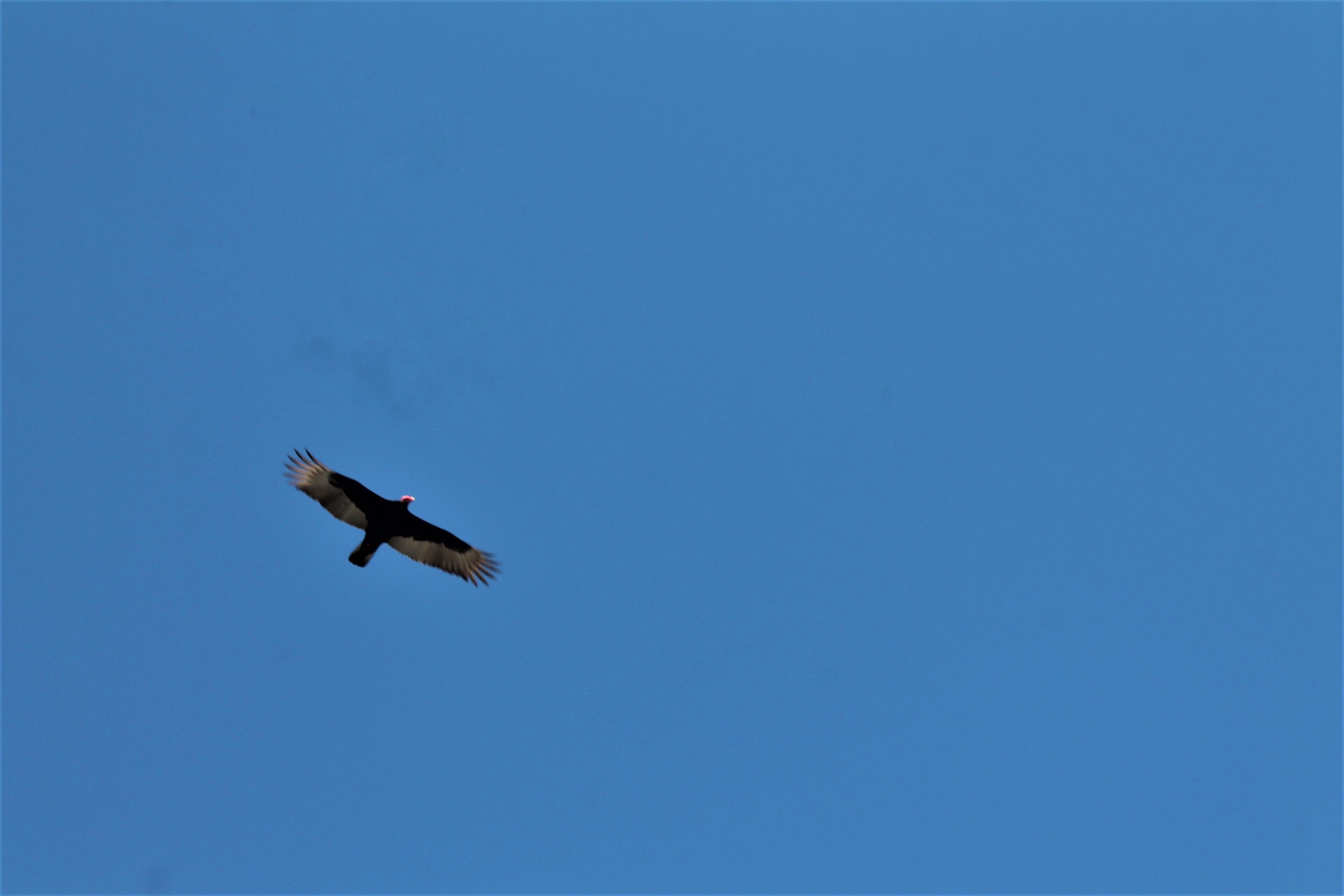 Un pájaro volando en un cielo azul despejado.