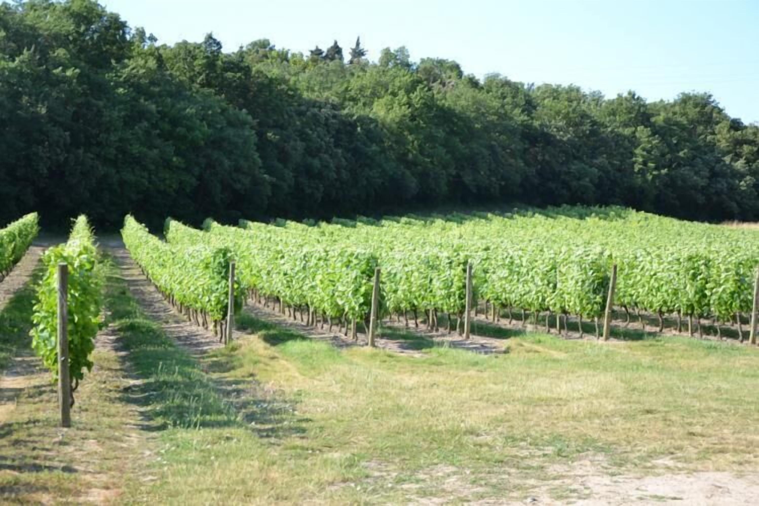 Viñedo con hileras de vides y una colina boscosa al fondo.