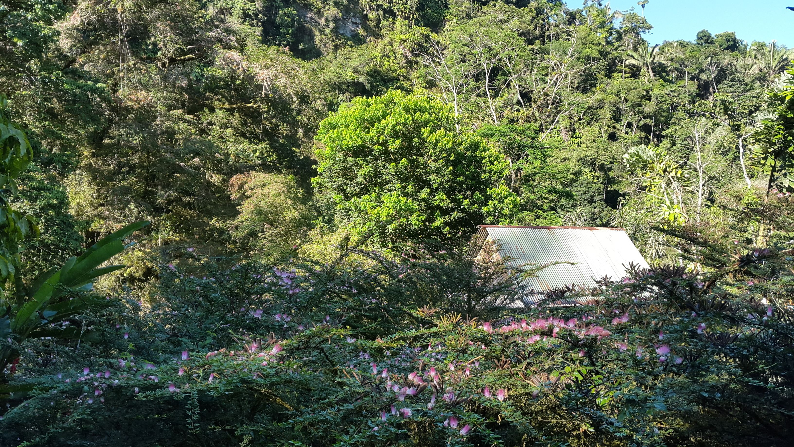 A rustic cabin nestled among dense forest with a metal roof and surrounded by lush greenery and flowering plants.