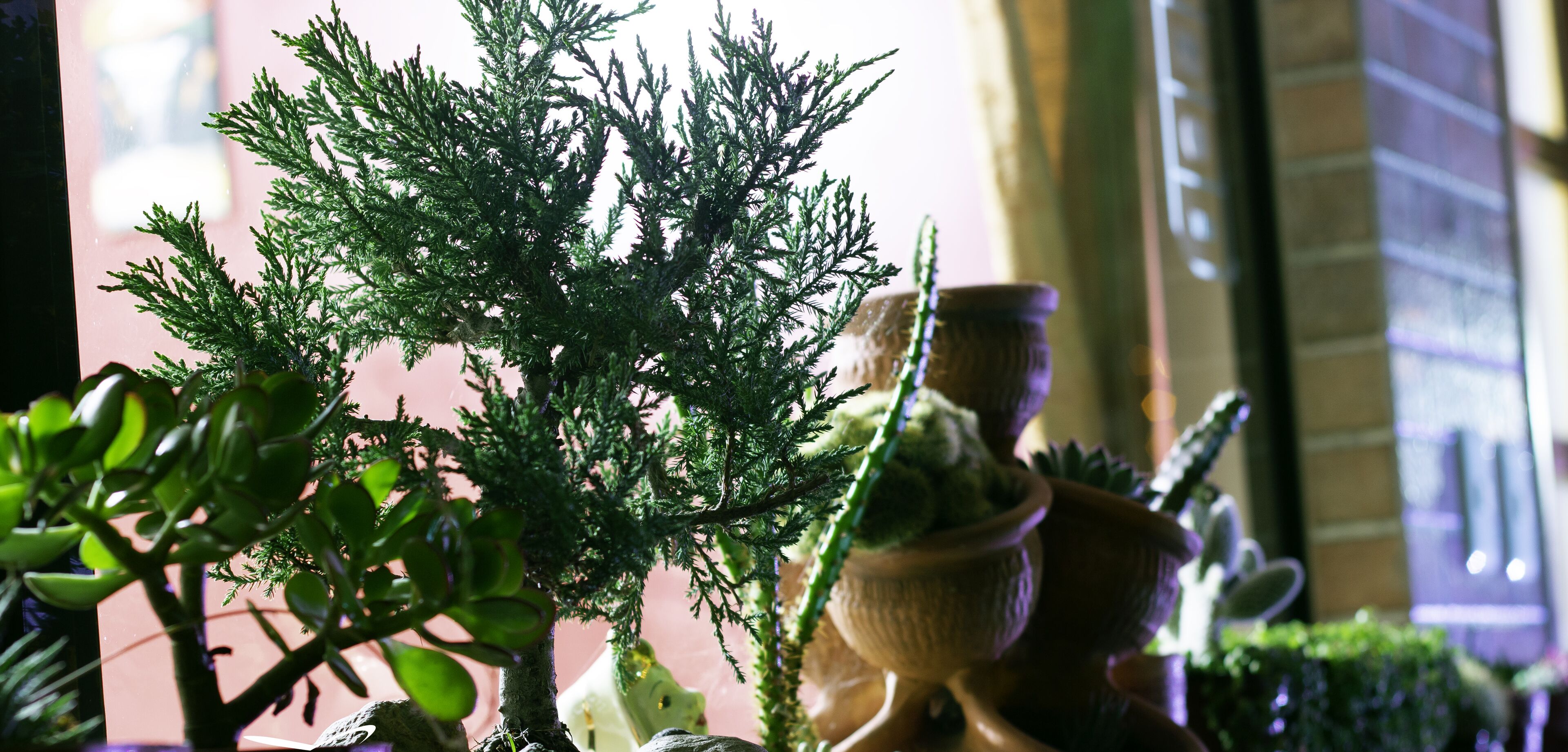 Una planta en maceta con follaje verde en un ambiente interior bien iluminado.