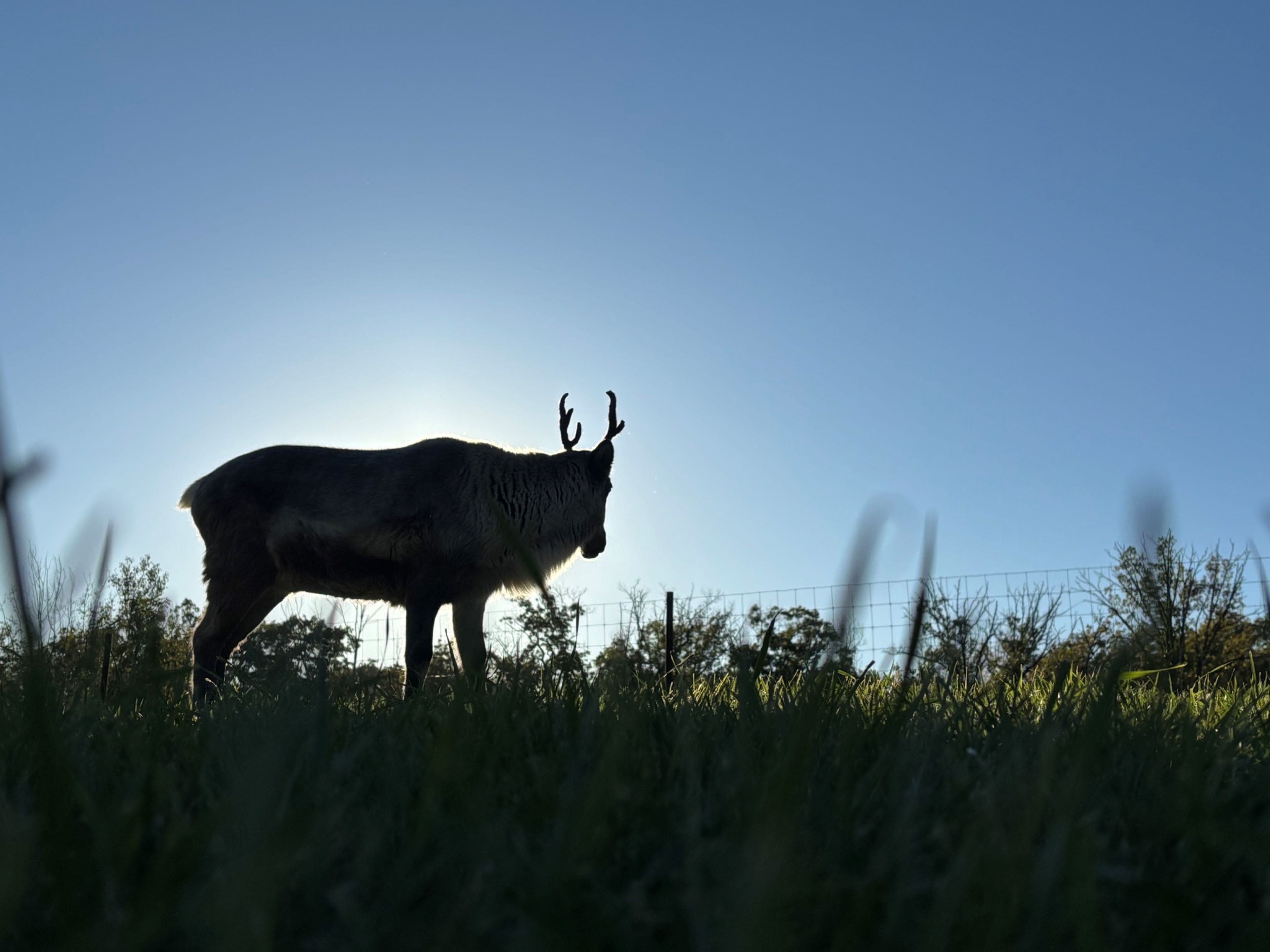 A silhouette of a deer with antlers against a clear sky.