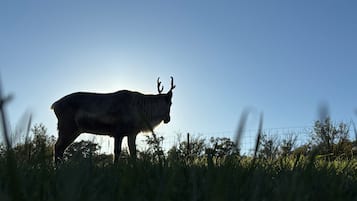 A silhouette of a deer with antlers against a clear sky.