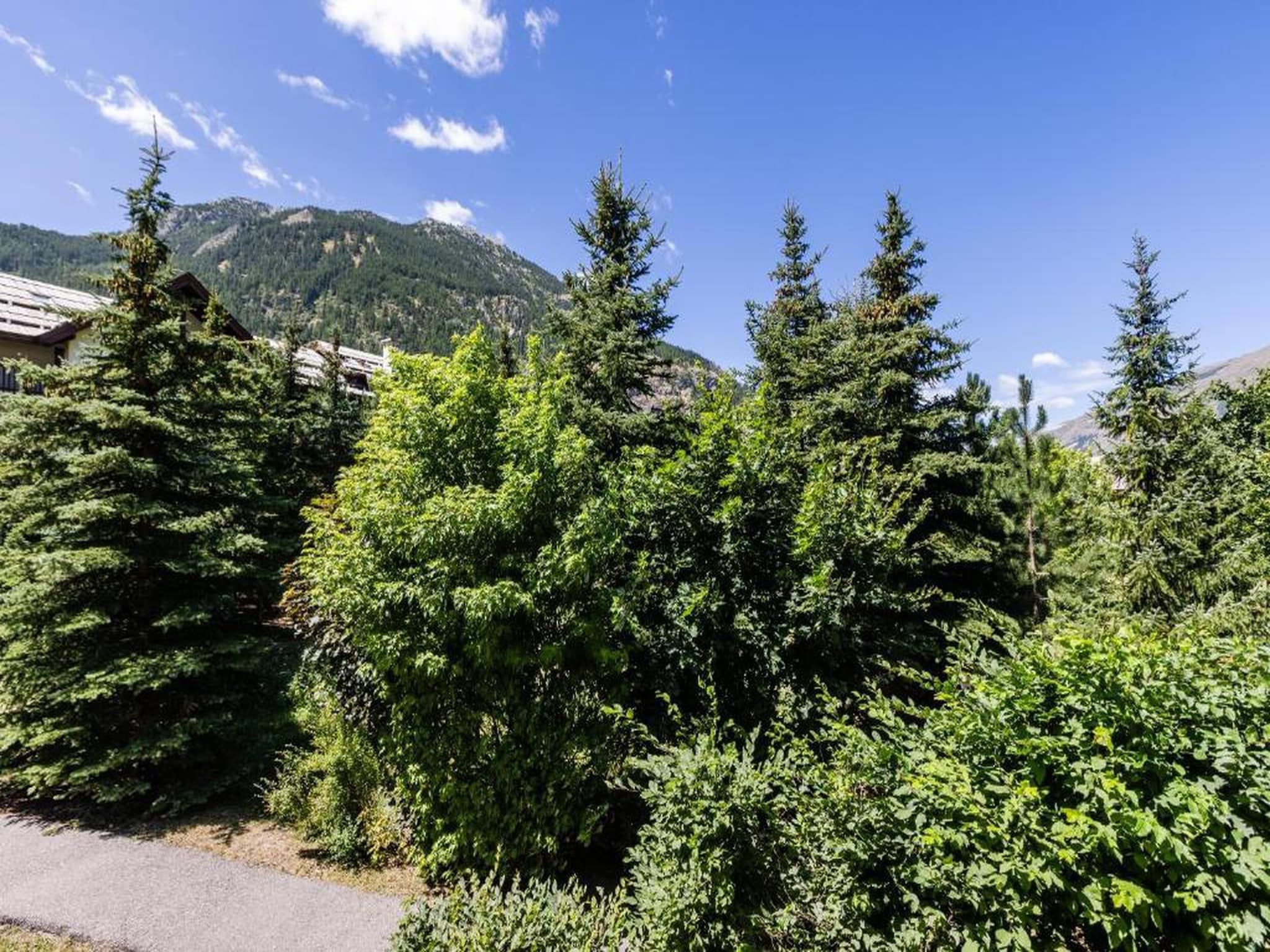 Une zone boisée avec une montagne en arrière-plan.
