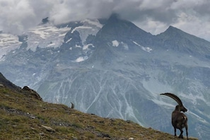 A mountain goat on a grassy slope with a snow-capped mountain in the background.