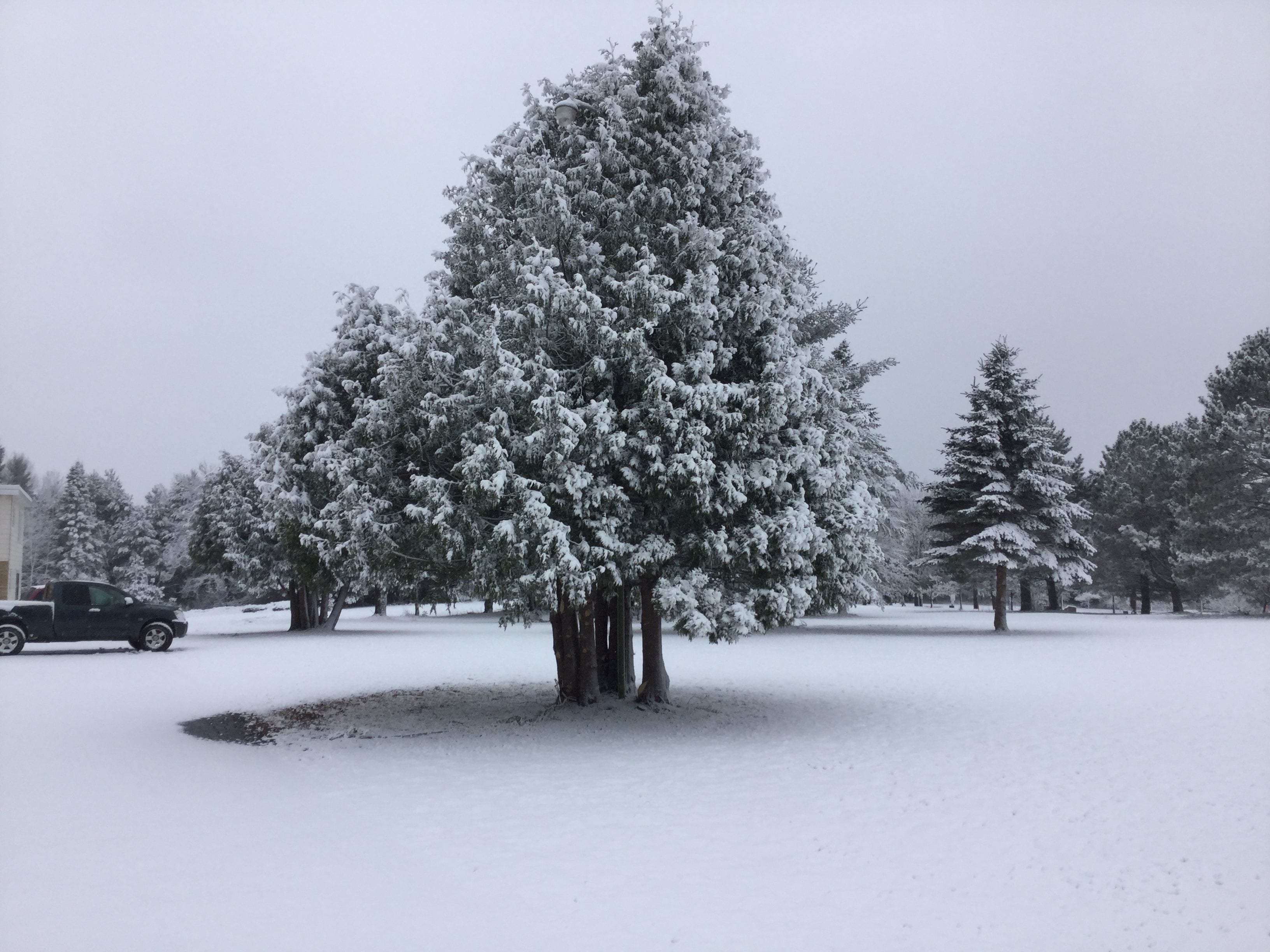 Un paysage enneigé, avec un grand arbre à feuilles persistantes au premier plan et un camion noir garé à proximité.
