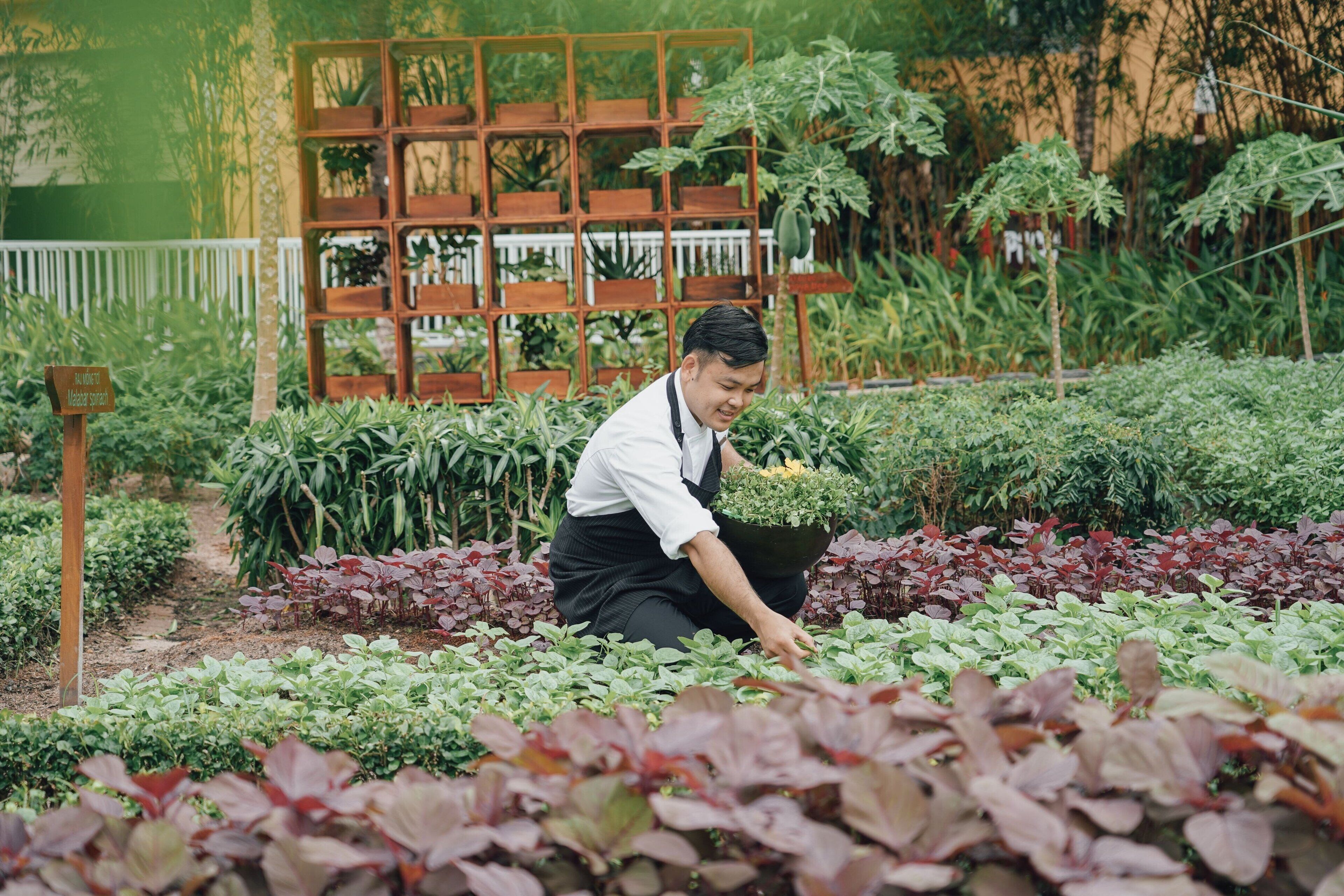 A person tending to plants in a garden with a wooden planter structure in the background.