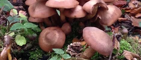 A cluster of mushrooms growing in a forested area with fallen leaves and moss.