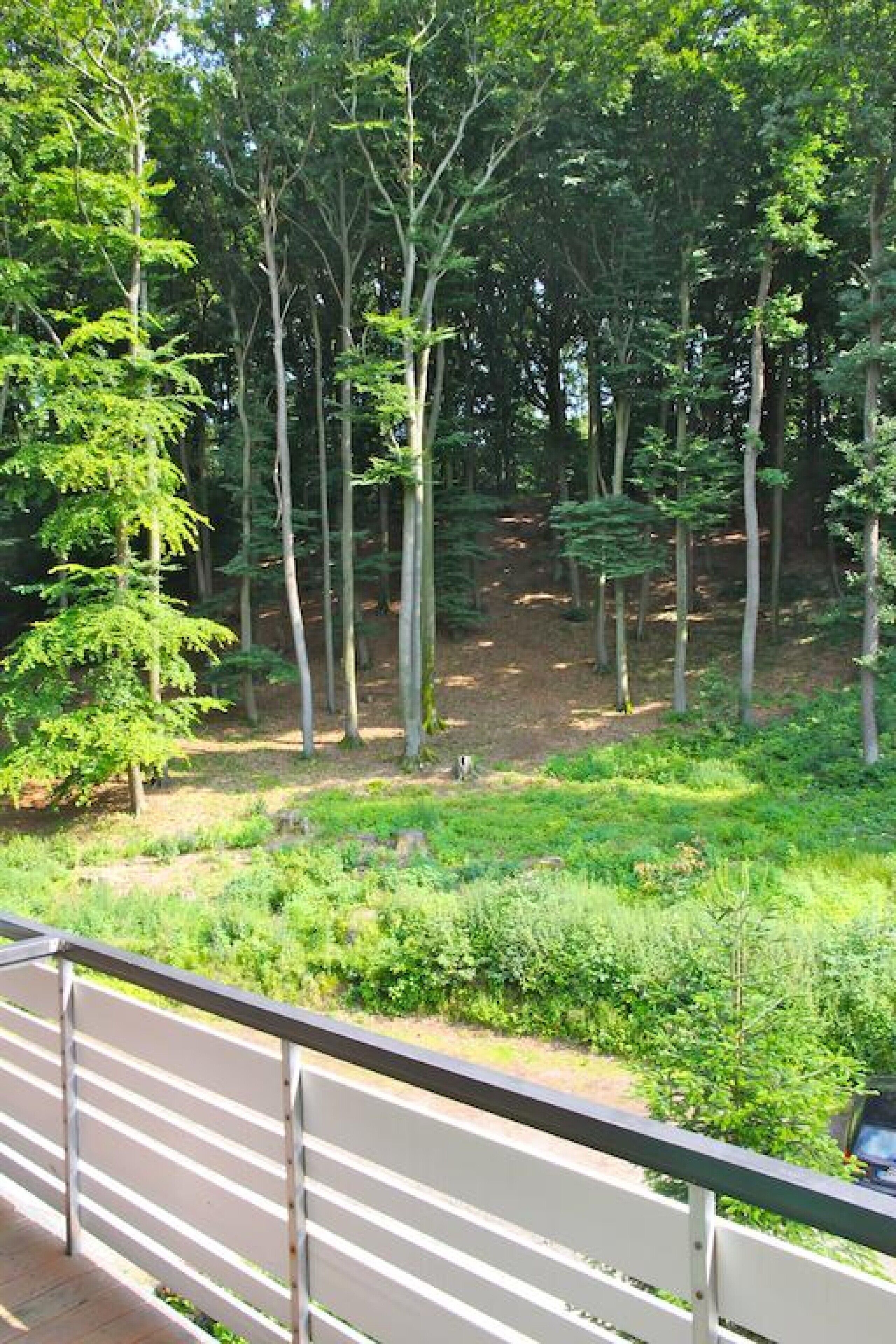 Uma área arborizada com um deck e guarda-corpo de madeira.
