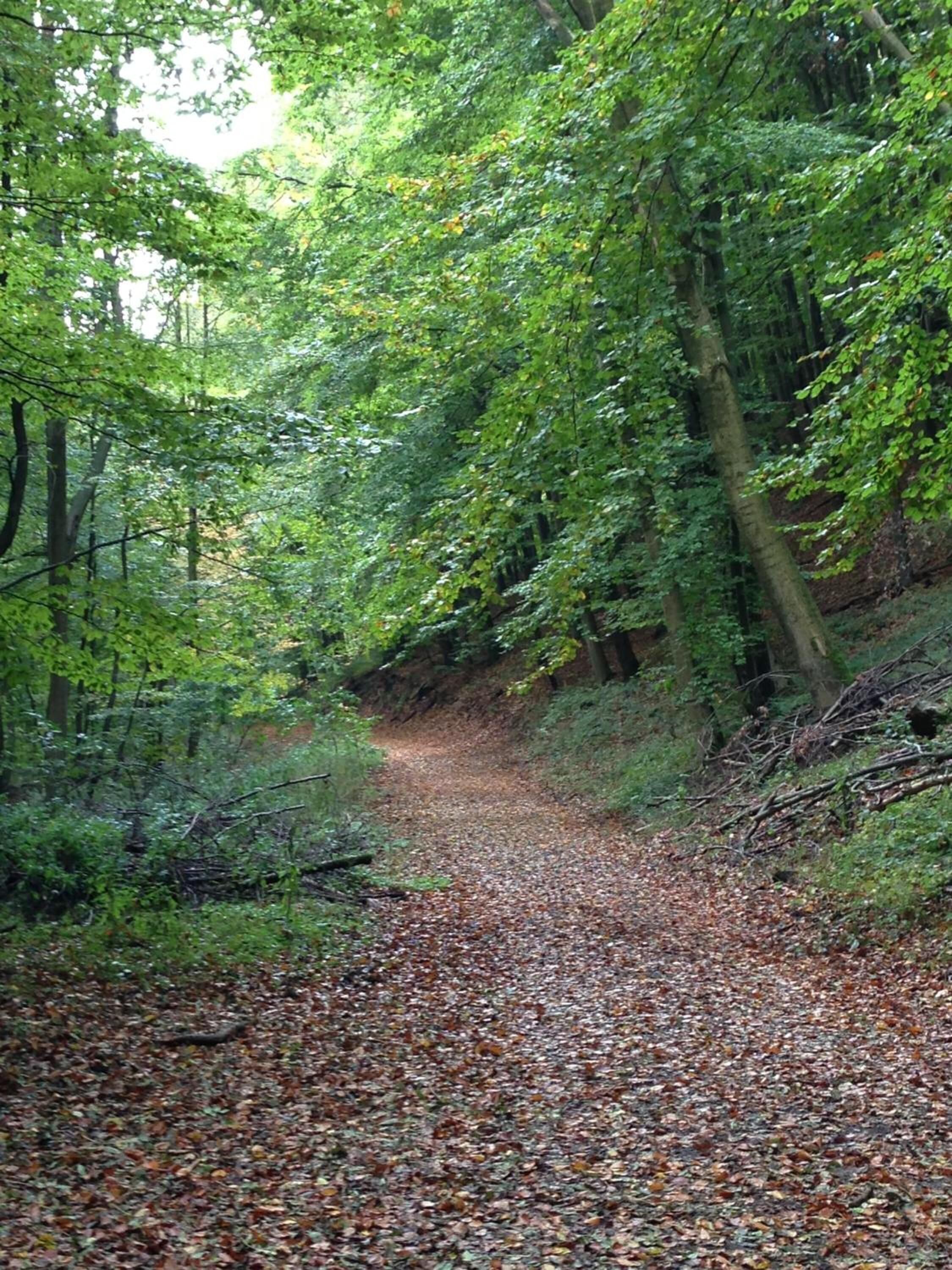 Un sendero en el bosque cubierto de hojas caídas.