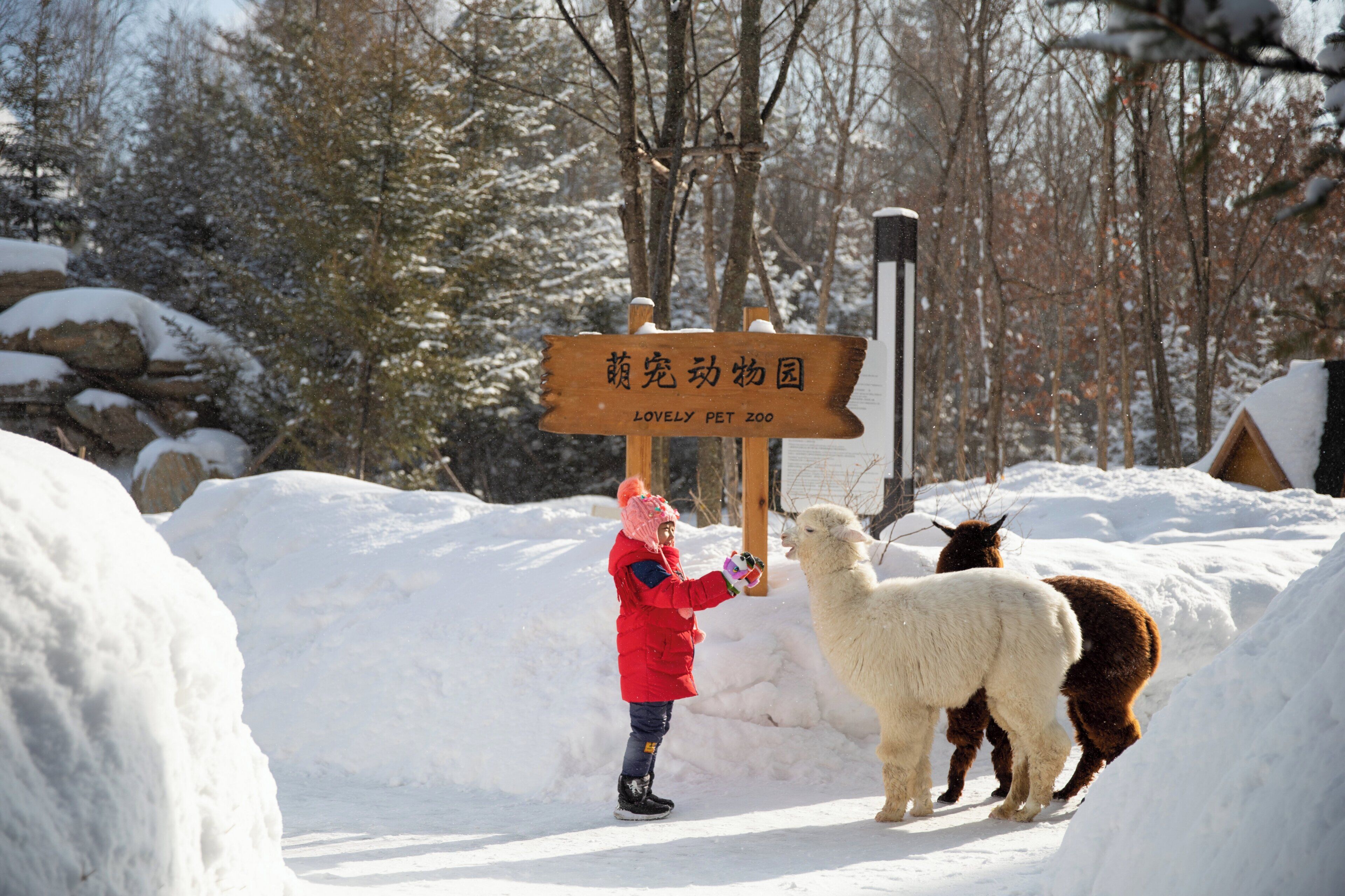 A person in a red coat interacting with a llama in a snowy outdoor setting with a wooden sign in the background.