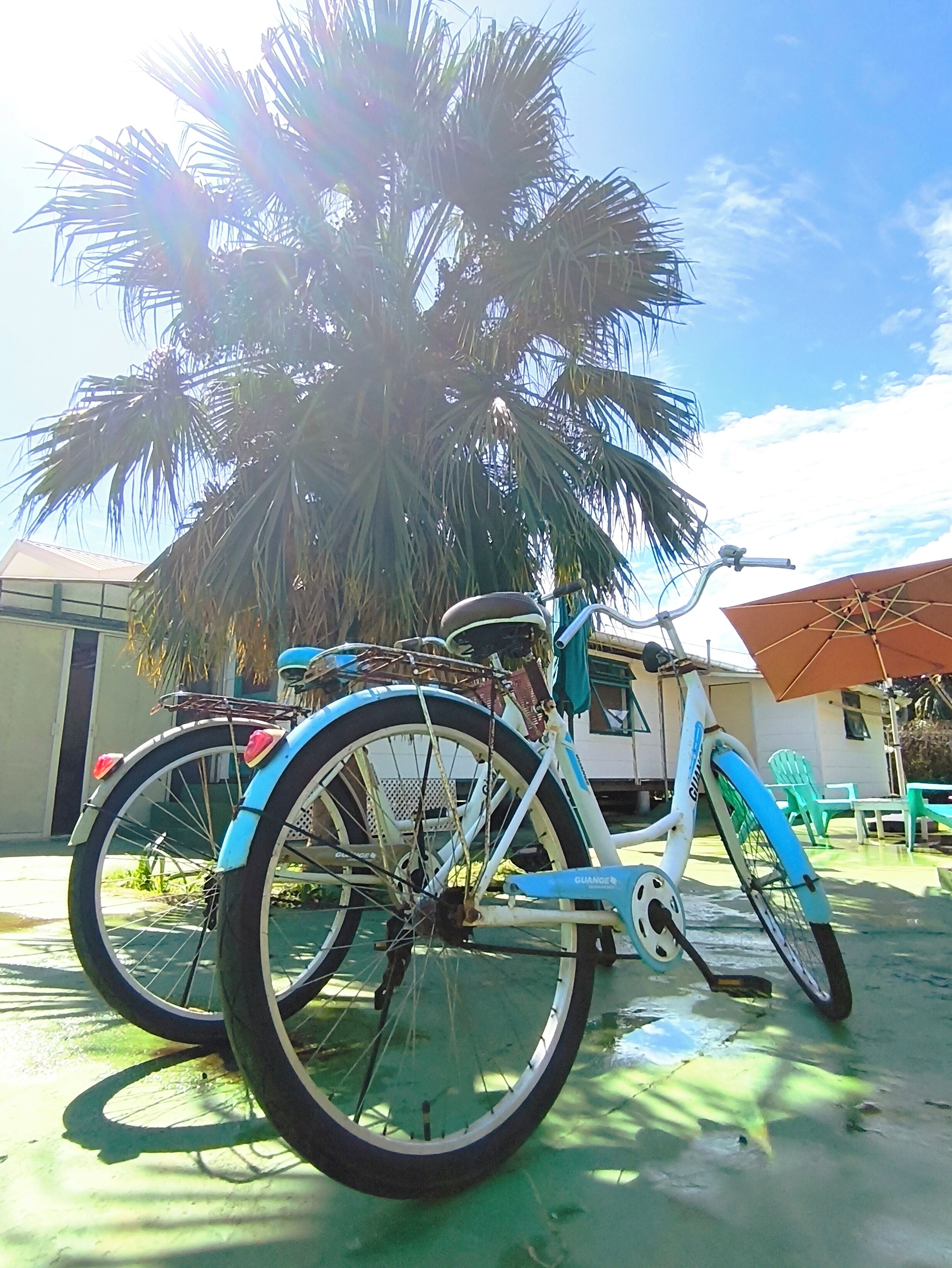 Uma bicicleta estacionada sob uma palmeira em área externa com uma mesa e cadeiras.