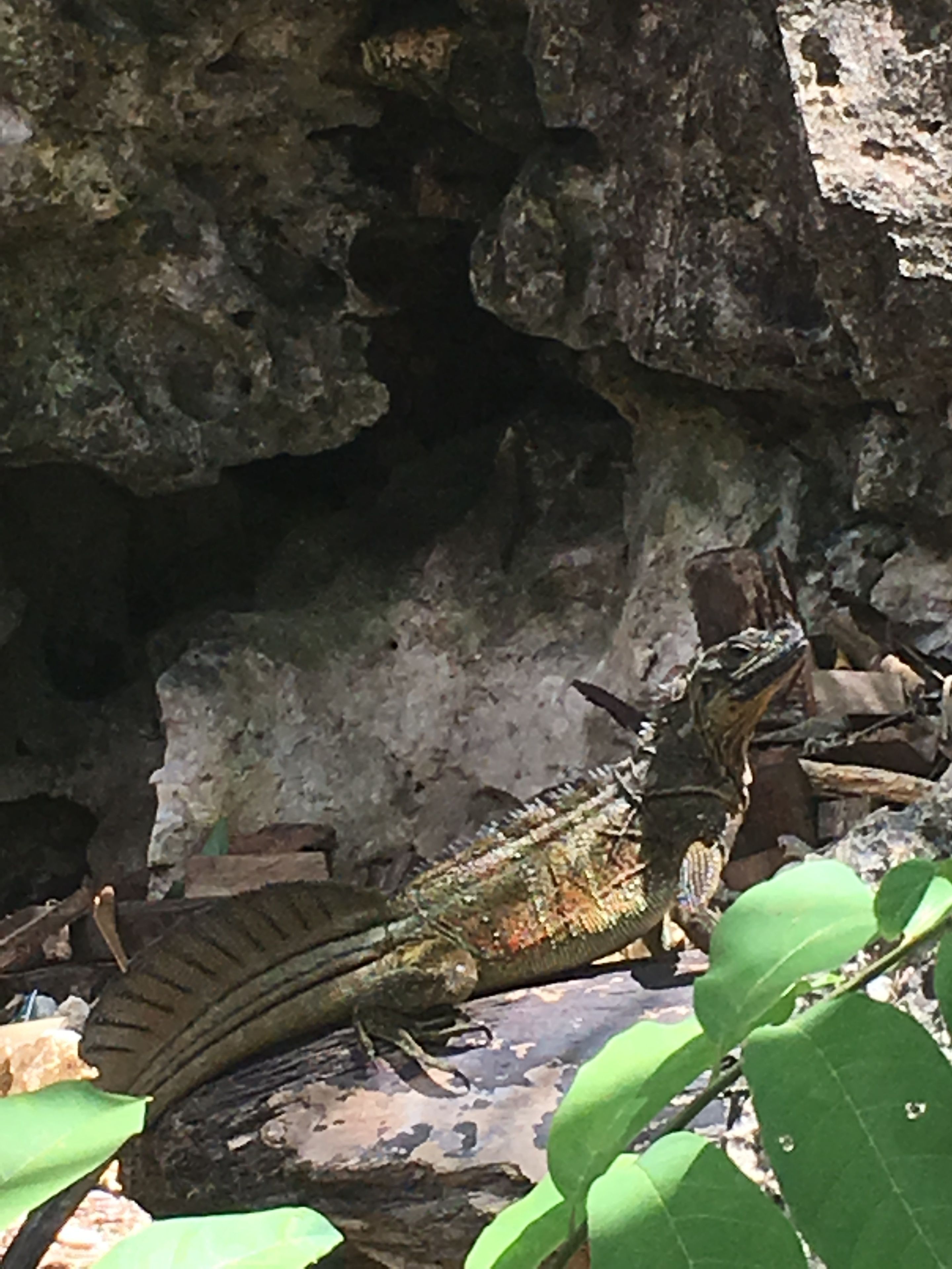 A lizard on a rocky surface with green foliage.