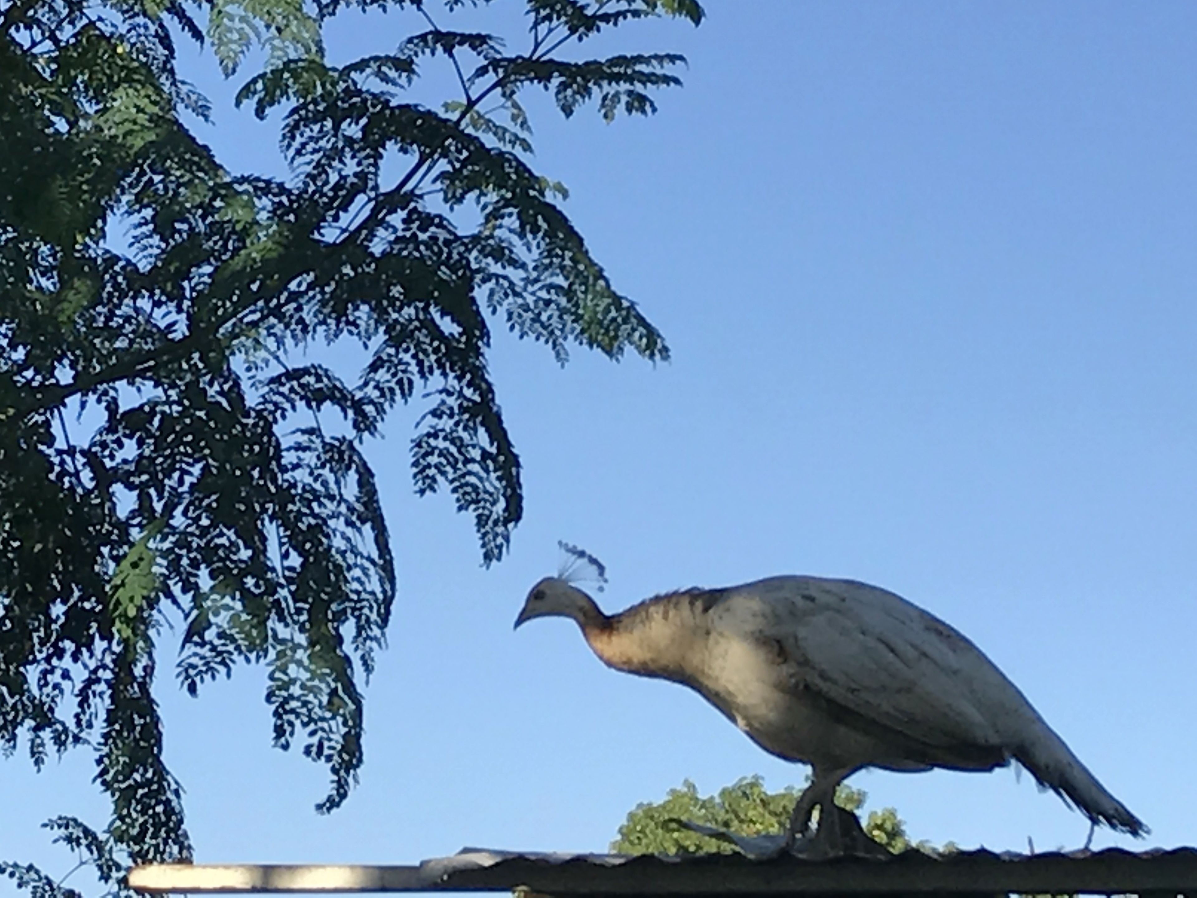 A bird perched on a flat surface with a tree in the background.