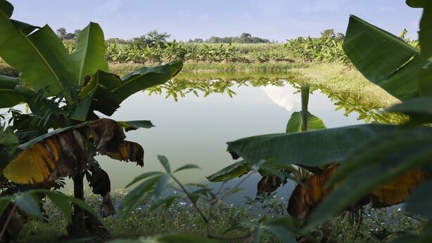 A serene pond surrounded by lush vegetation and banana plants. - Kiskeya Guest House (Léogâne)