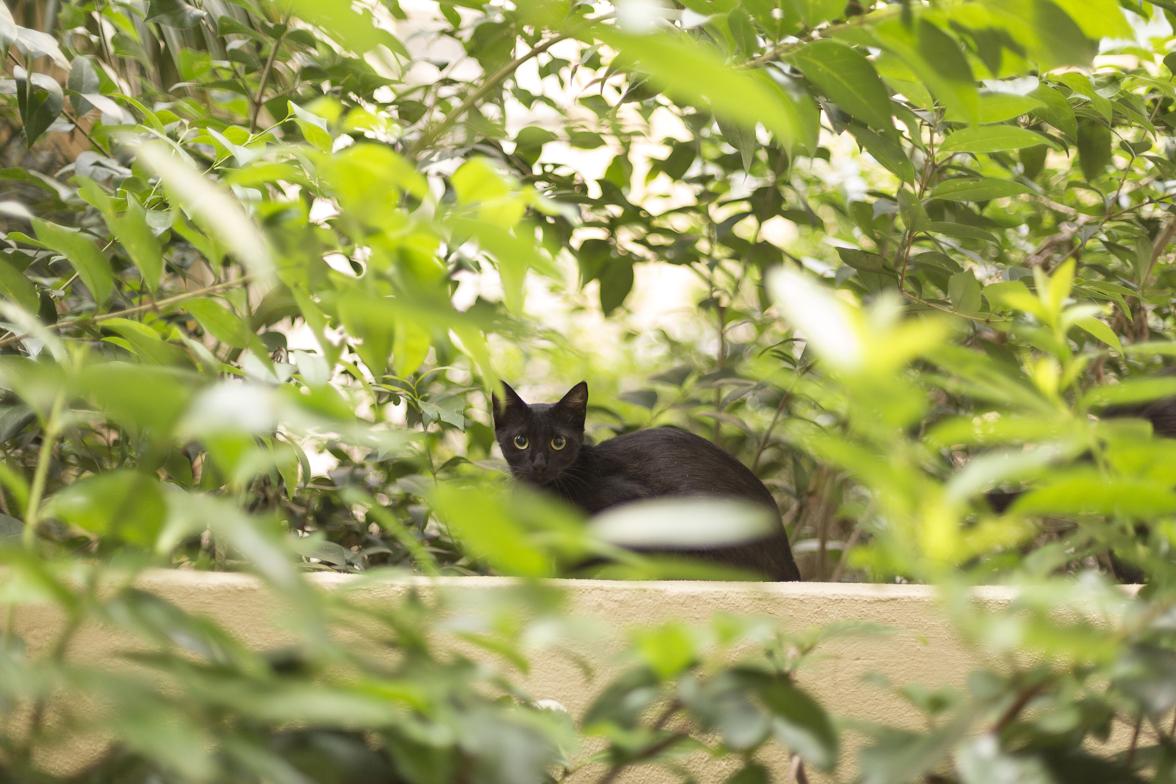 Un chat noir est assis devant un mur beige, entouré de feuillage verdoyant.