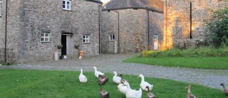 A stone building with a grassy courtyard and ducks.